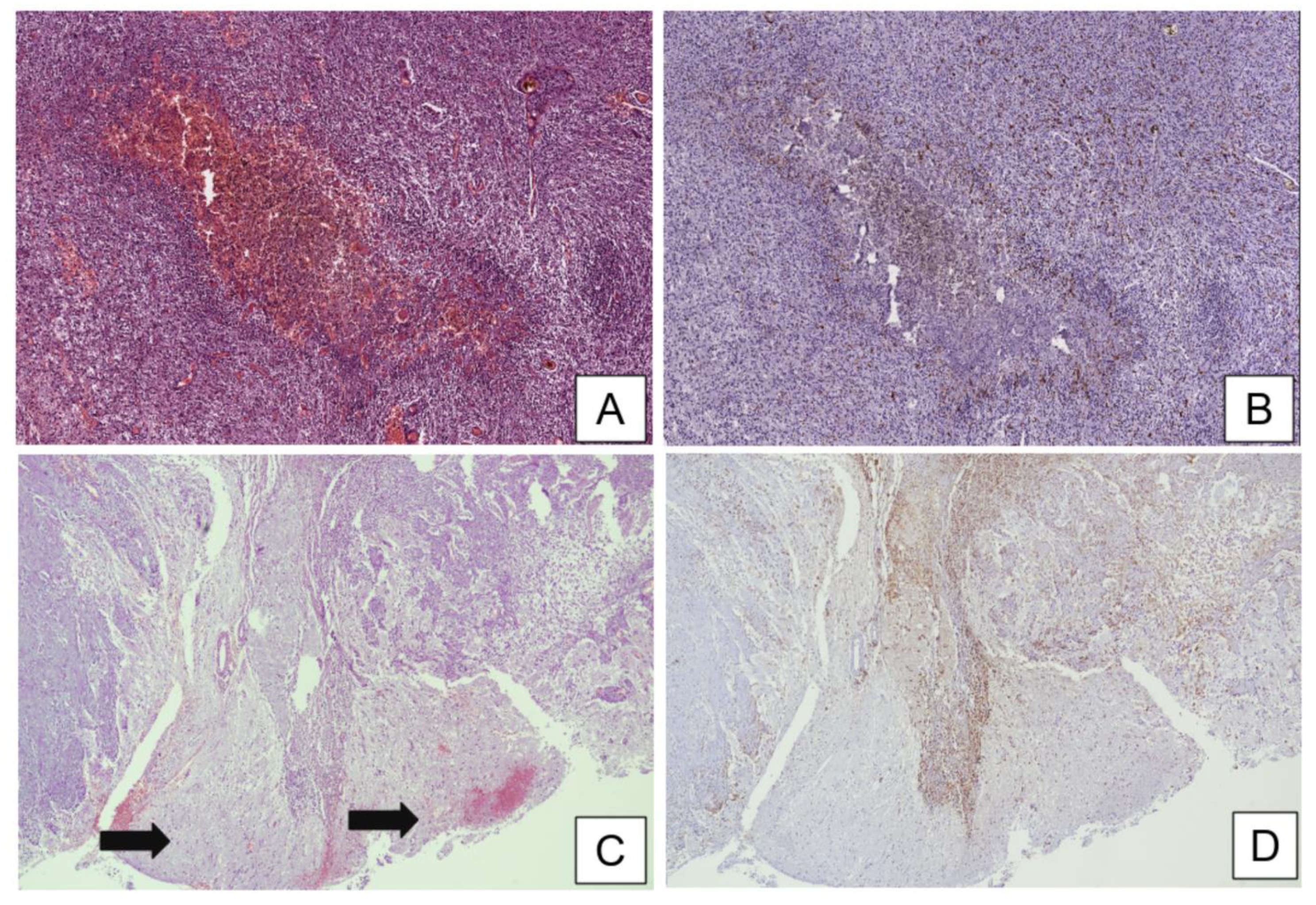 Brainsci 11 00200 g001 Brainsci 11 00200 g001