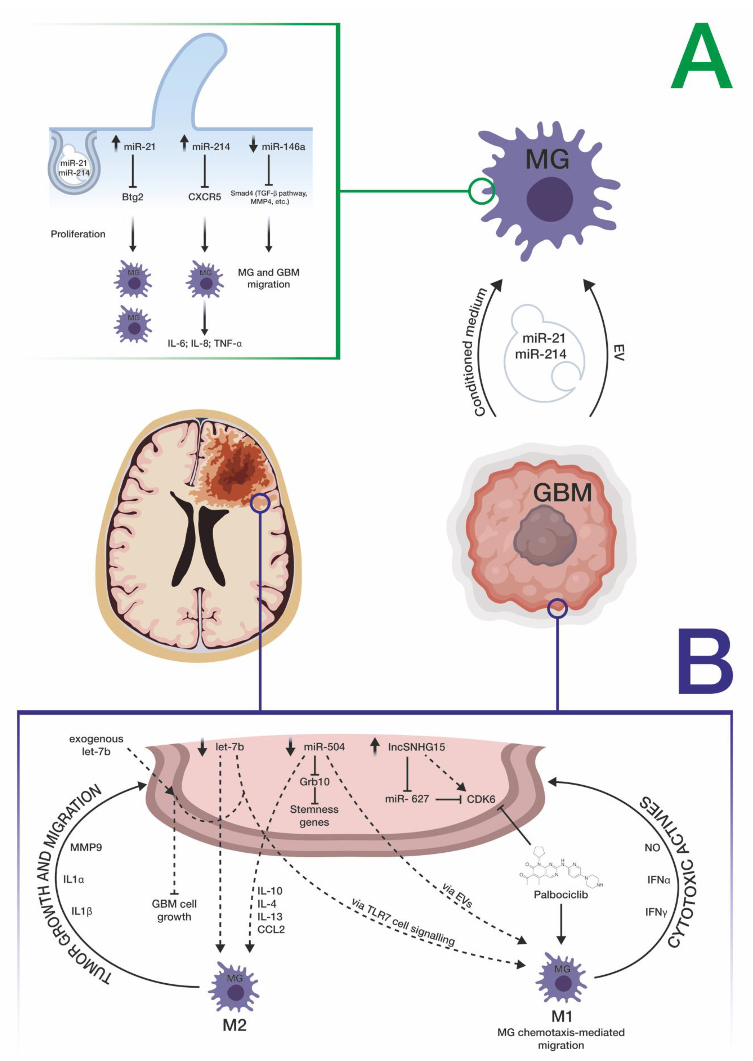 Brainsci 11 00200 g002 Brainsci 11 00200 g002