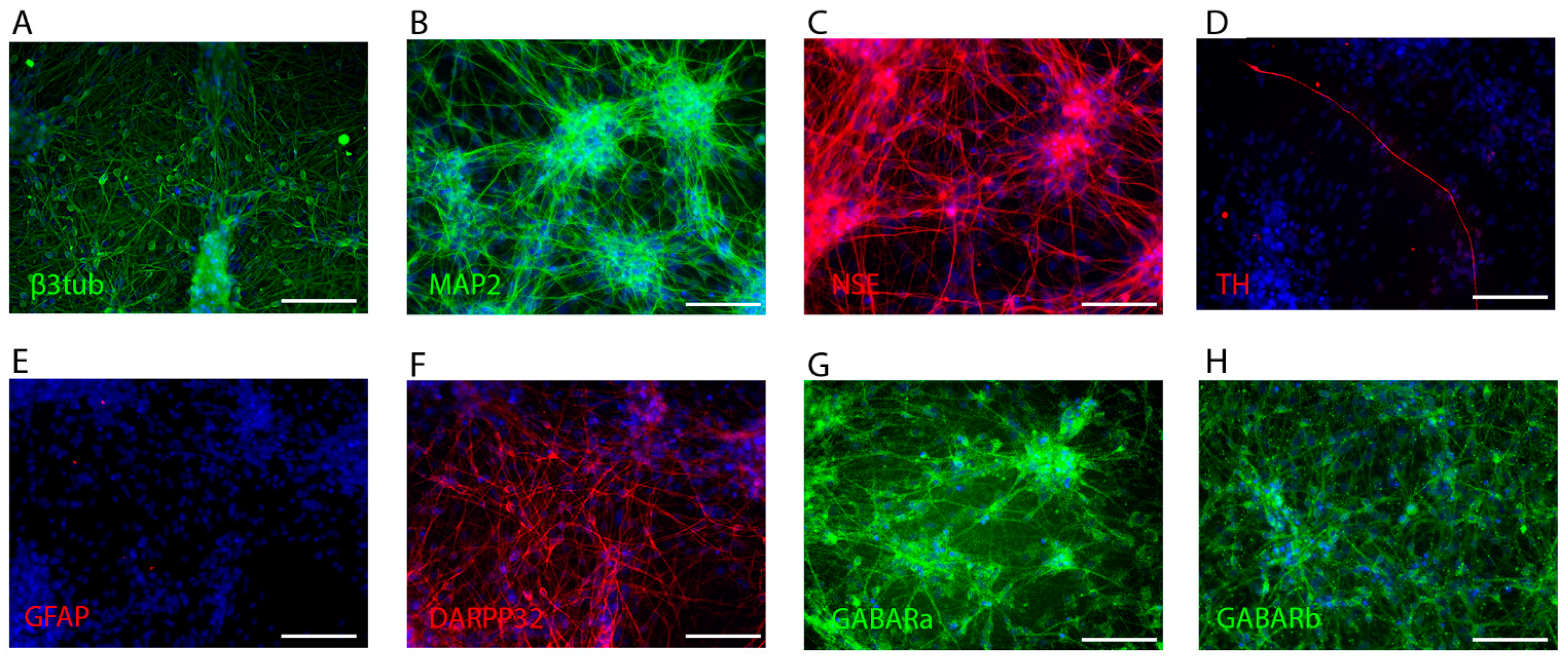 Brainsci 11 00203 g001 Brainsci 11 00203 g001