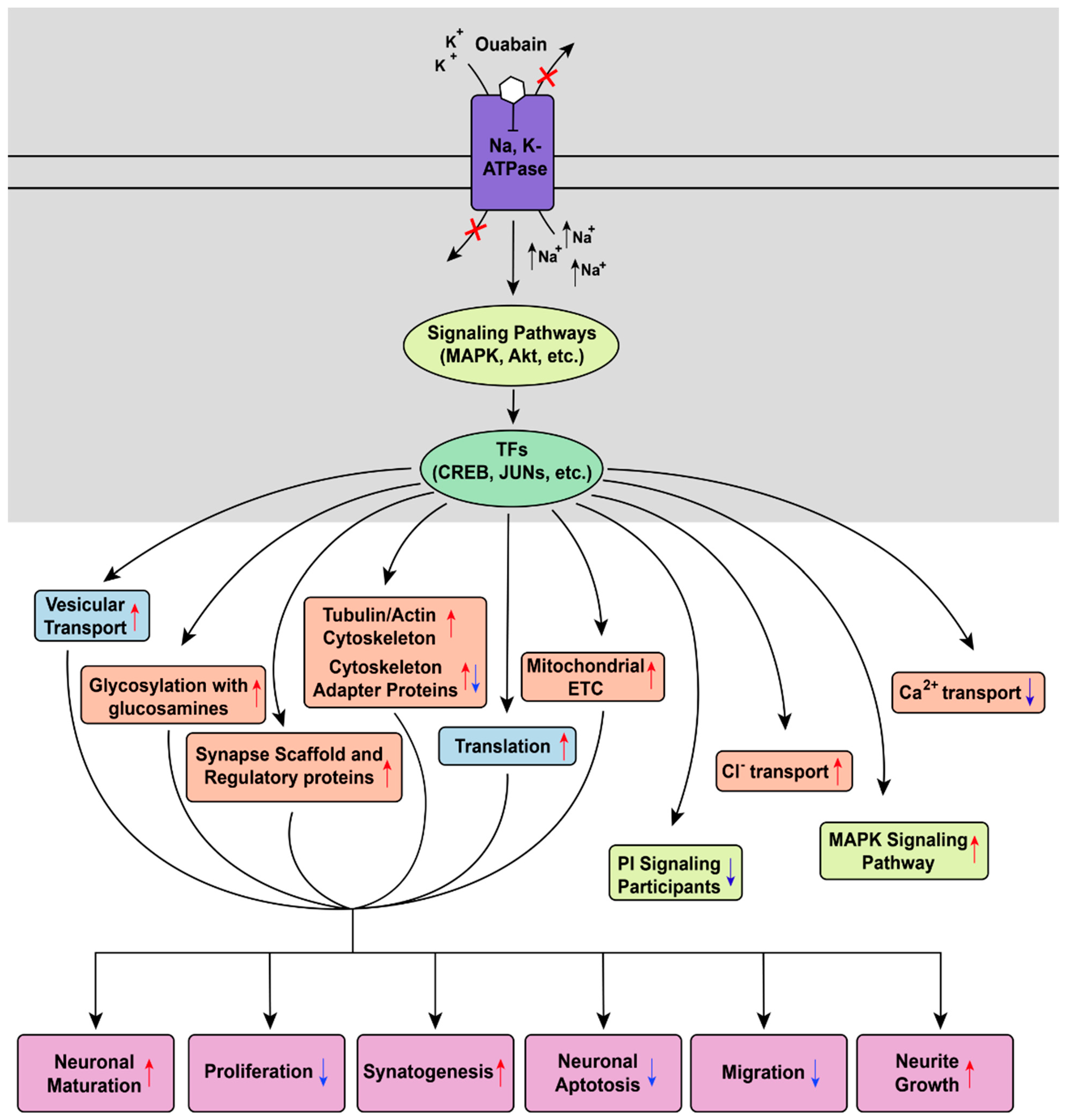 Brainsci 11 00203 g009 Brainsci 11 00203 g009