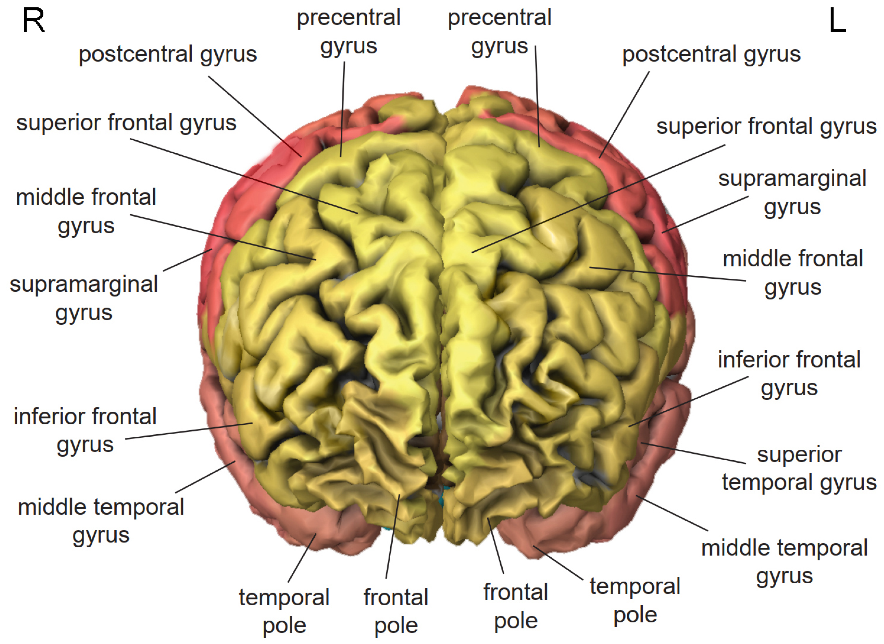 Integrated Intelligence from Distributed Brain Activity: Trends in  Cognitive Sciences