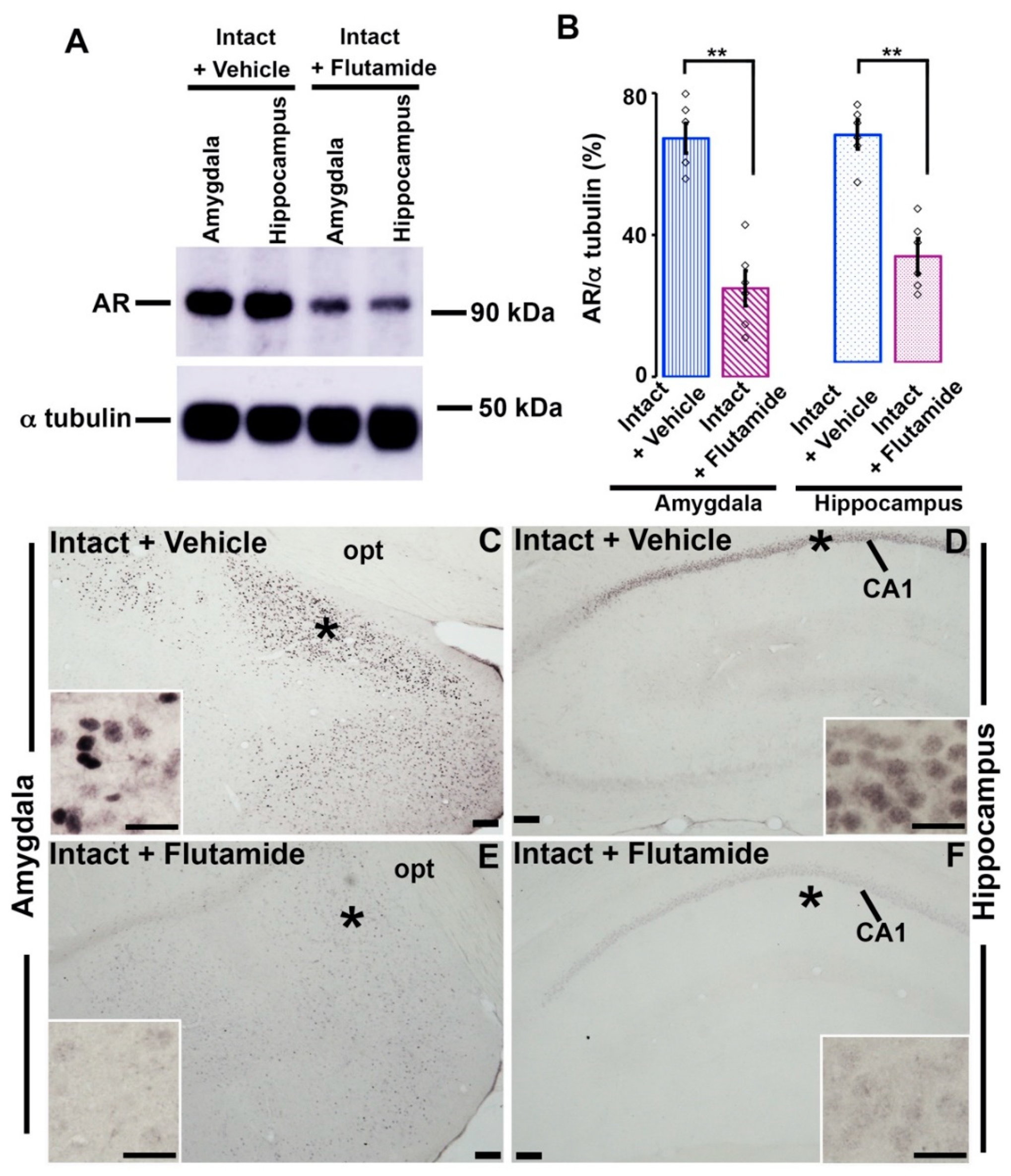 Brainsci 11 00239 g004 Brainsci 11 00239 g004