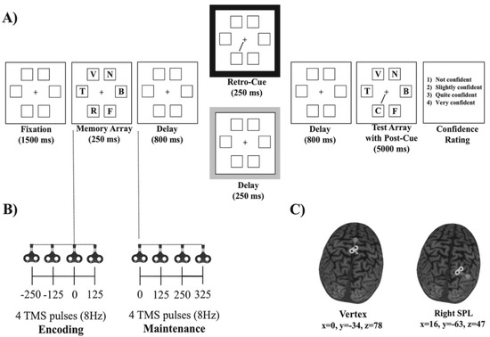 Brain Sciences Free Full Text Transcranial Magnetic Stimulation Of The Right Superior Parietal Lobule Modulates The Retro Cue Benefit In Visual Short Term Memory Html