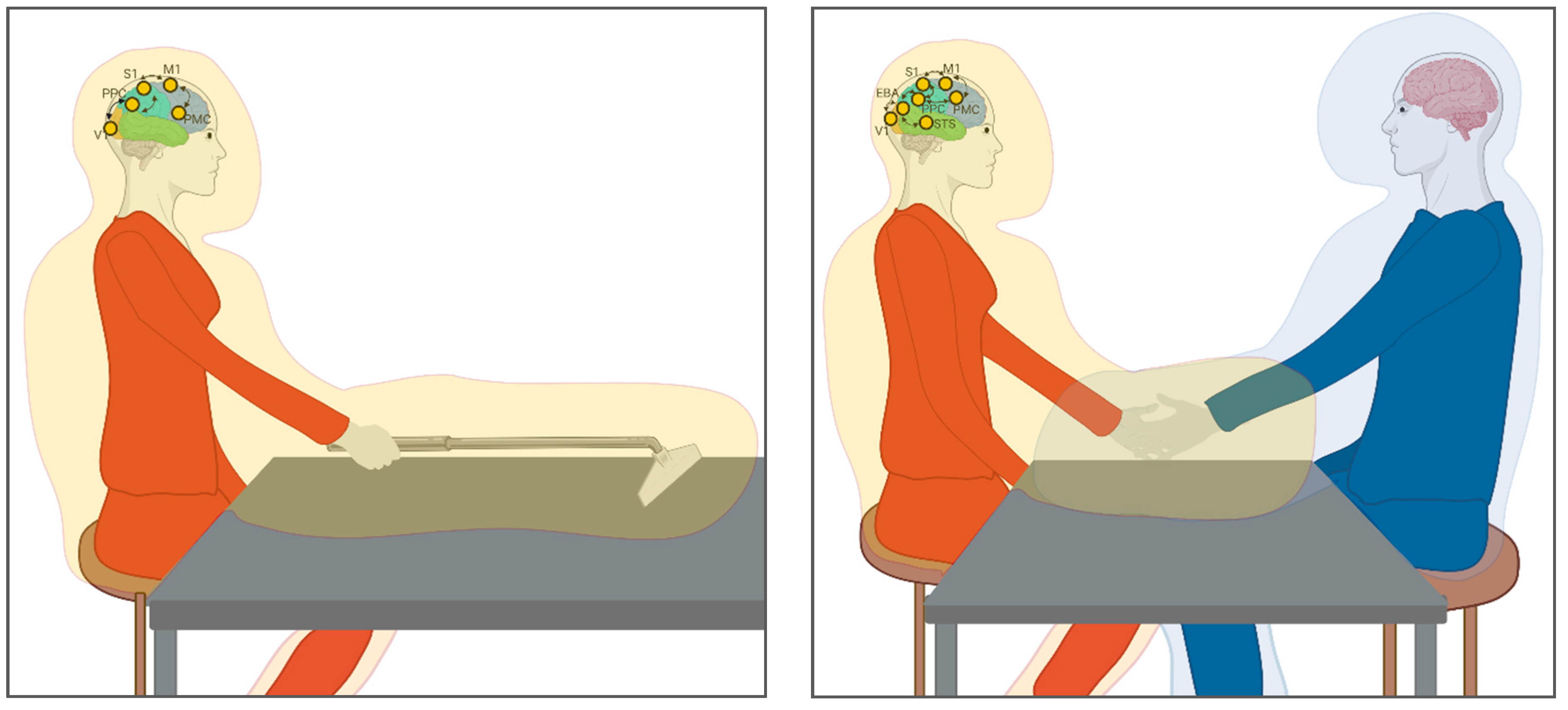 Brainsci 11 00255 g001