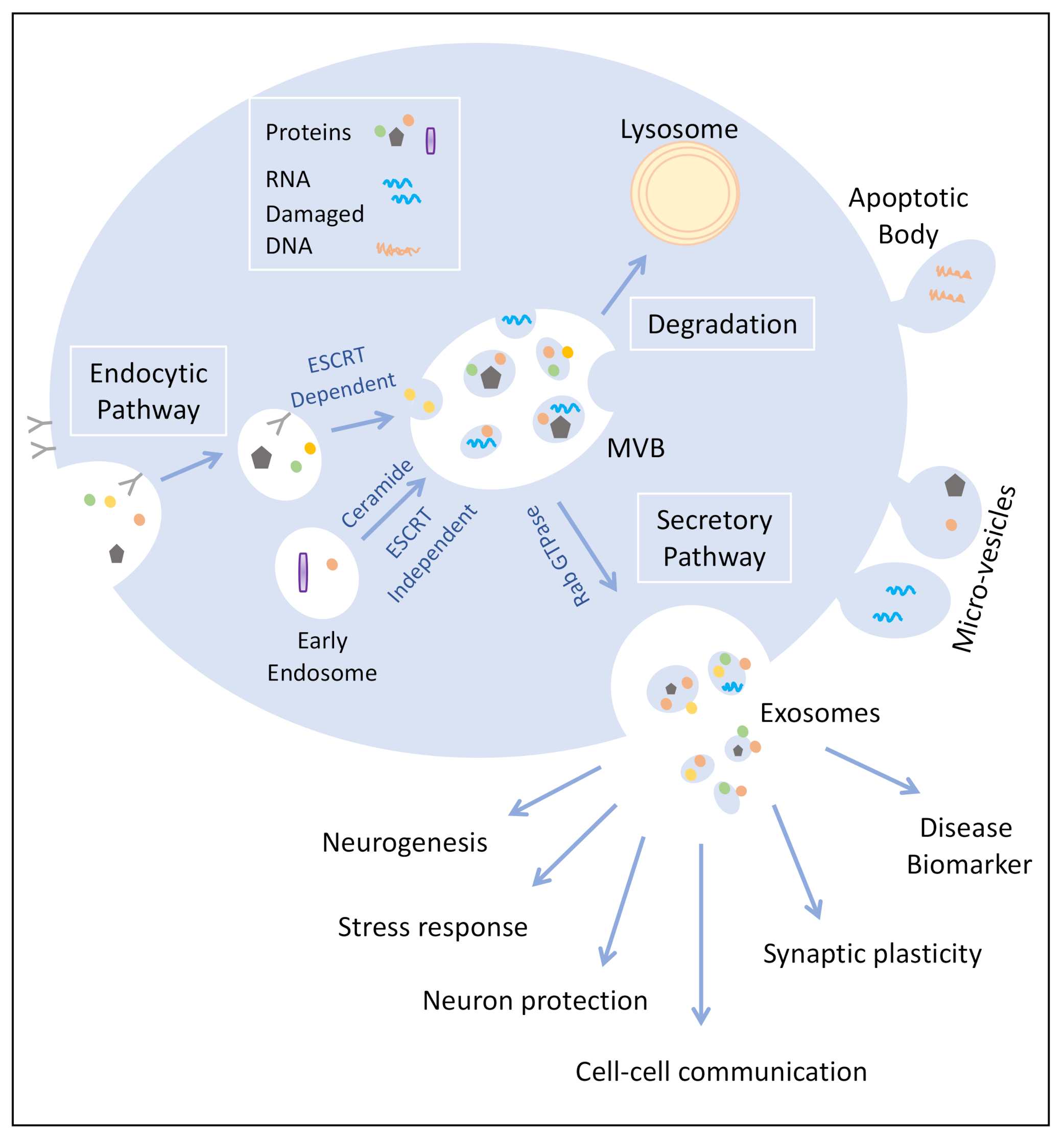 Brainsci 11 00258 g001 Brainsci 11 00258 g001
