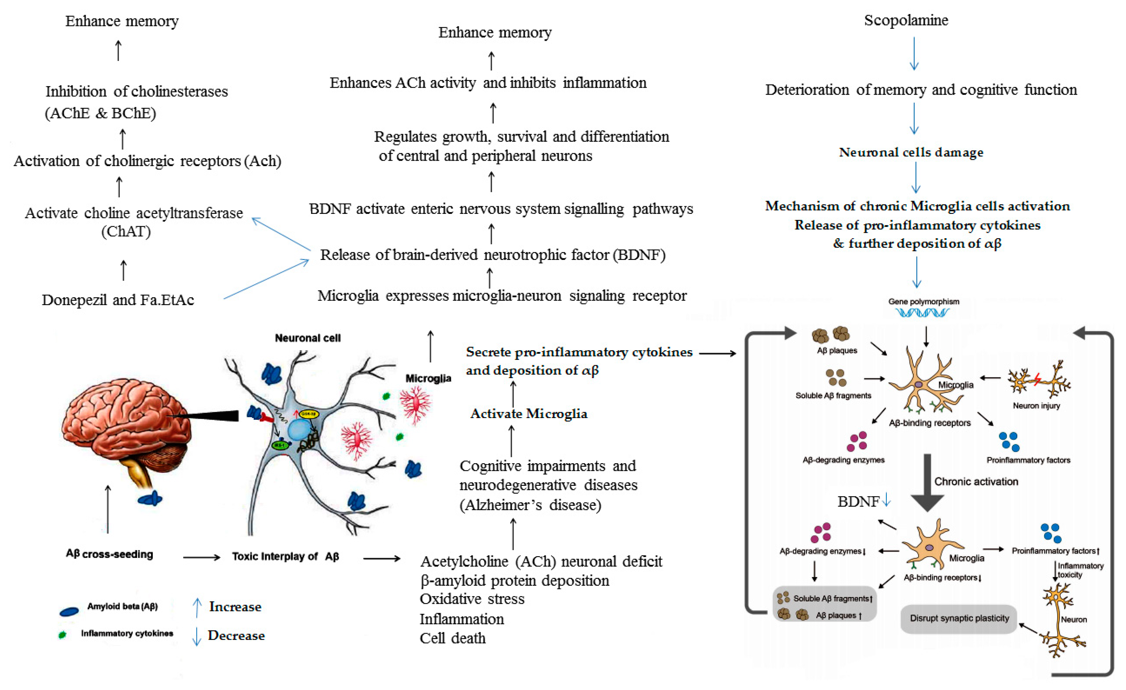 Brainsci 11 00259 g009 Brainsci 11 00259 g009