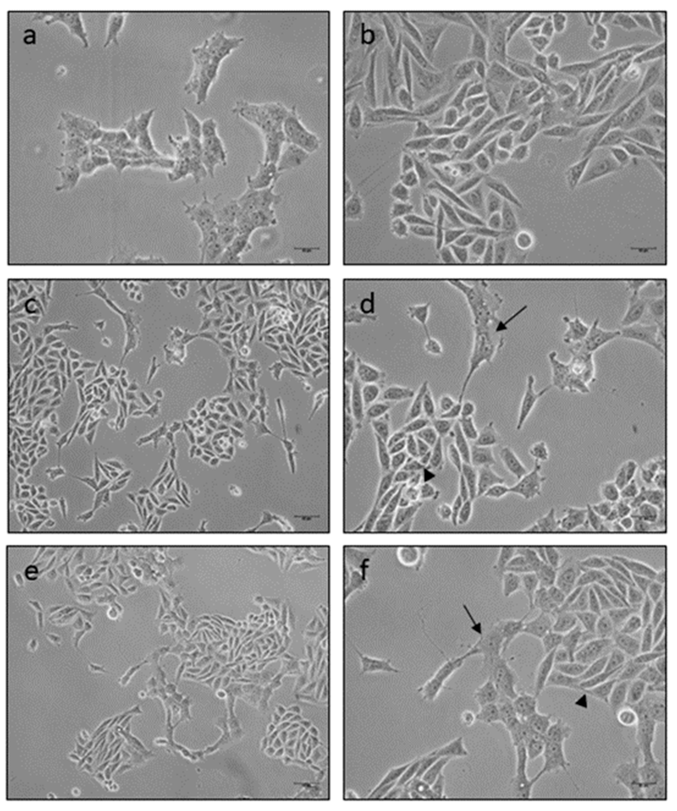 Brainsci 11 00272 g004