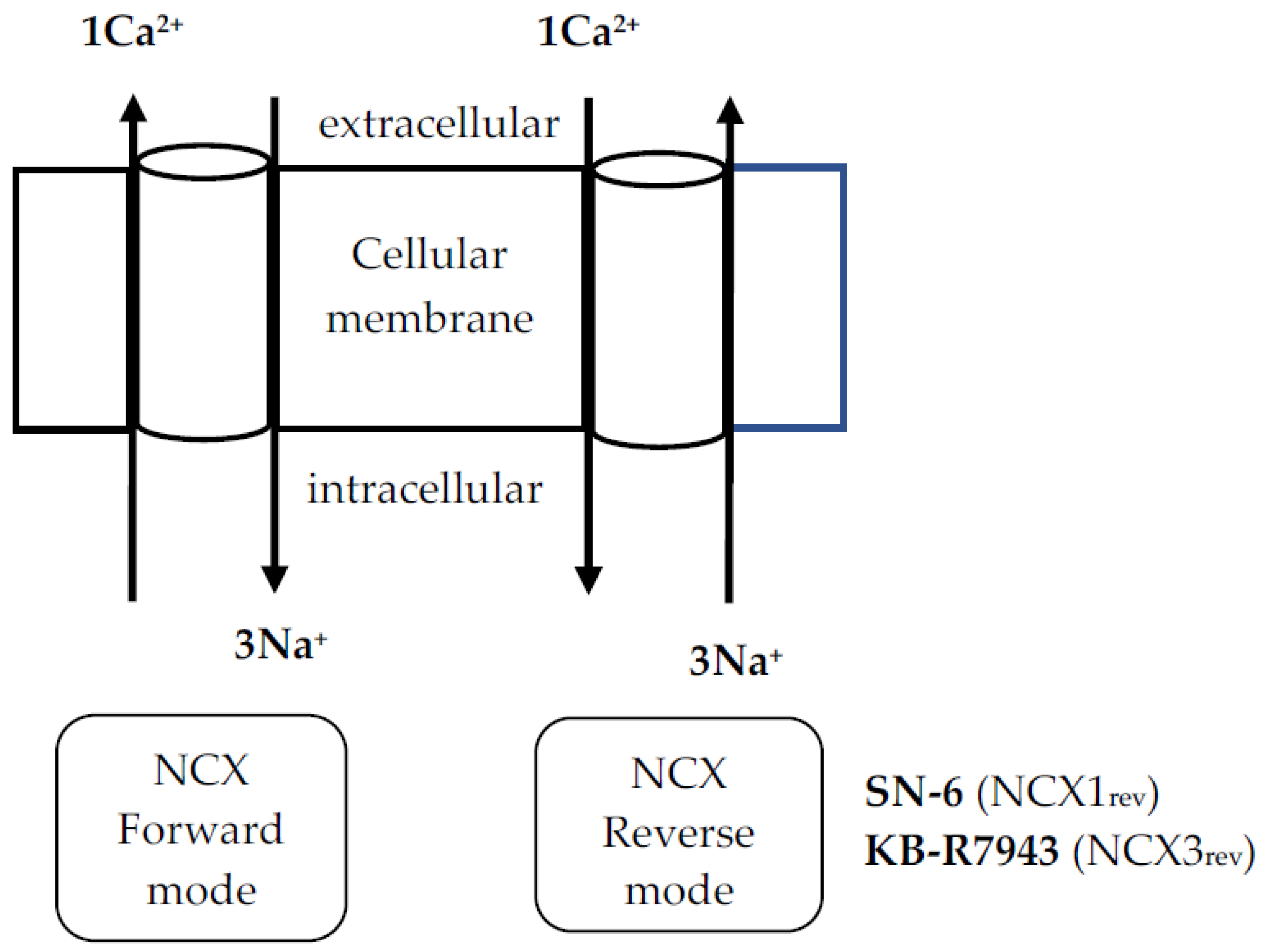 Brainsci 11 00279 g001