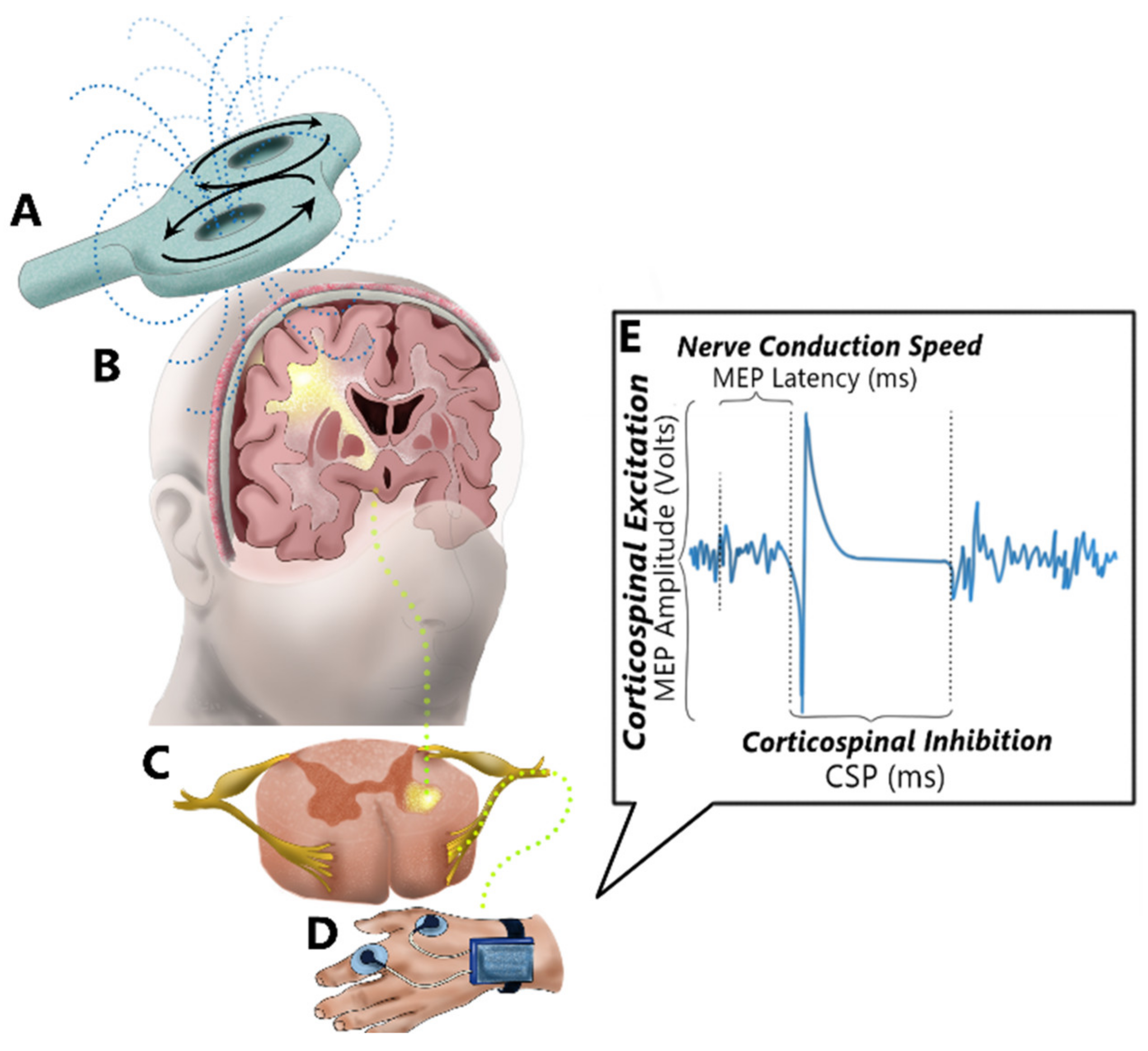 Effects of electrical muscle stimulation on cerebral blood flow, BMC  Neuroscience