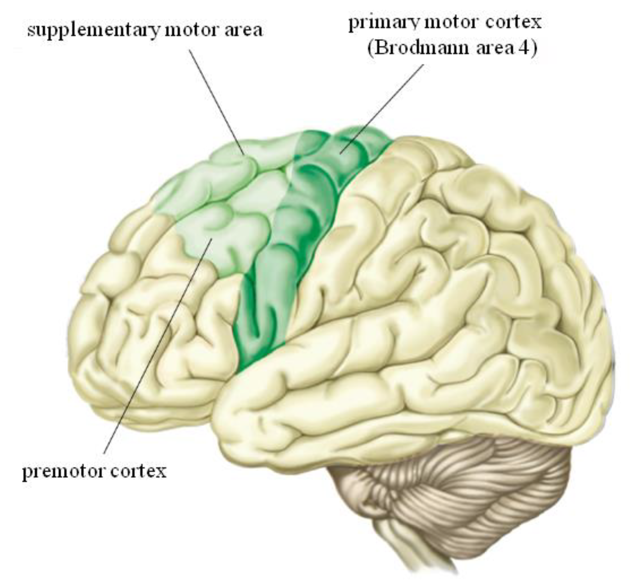 Locations of the primary cortex and related motor areas