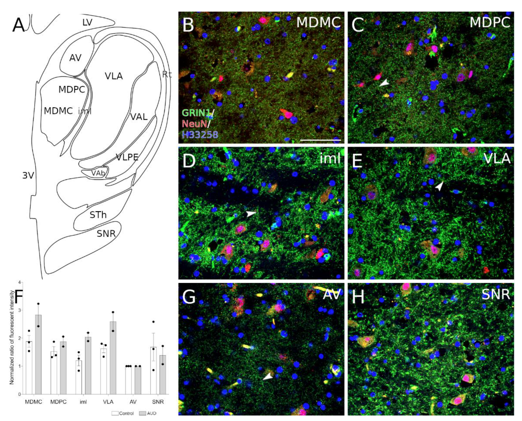 Brainsci 11 00435 g001