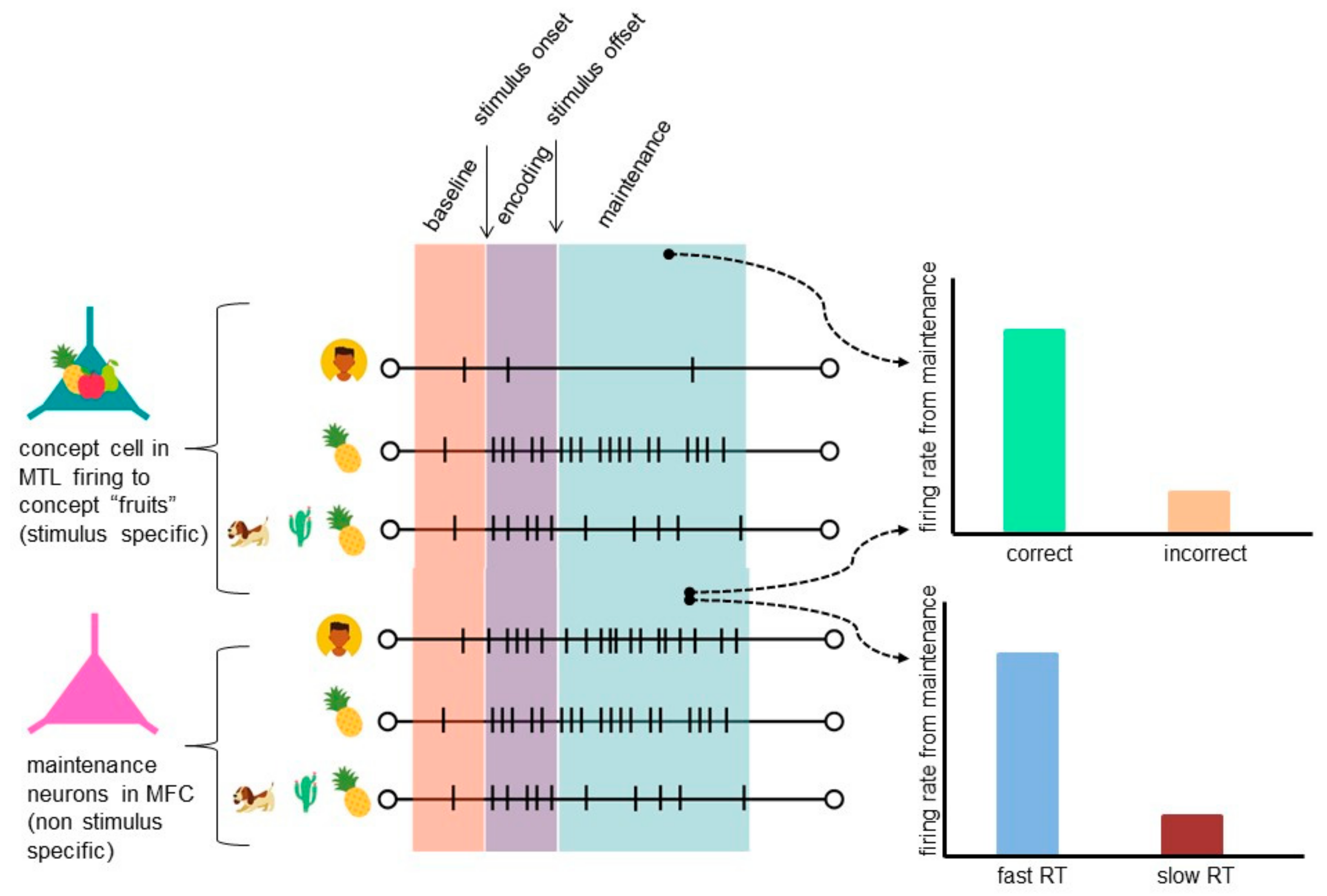 Brainsci 11 00443 g002 Brainsci 11 00443 g002