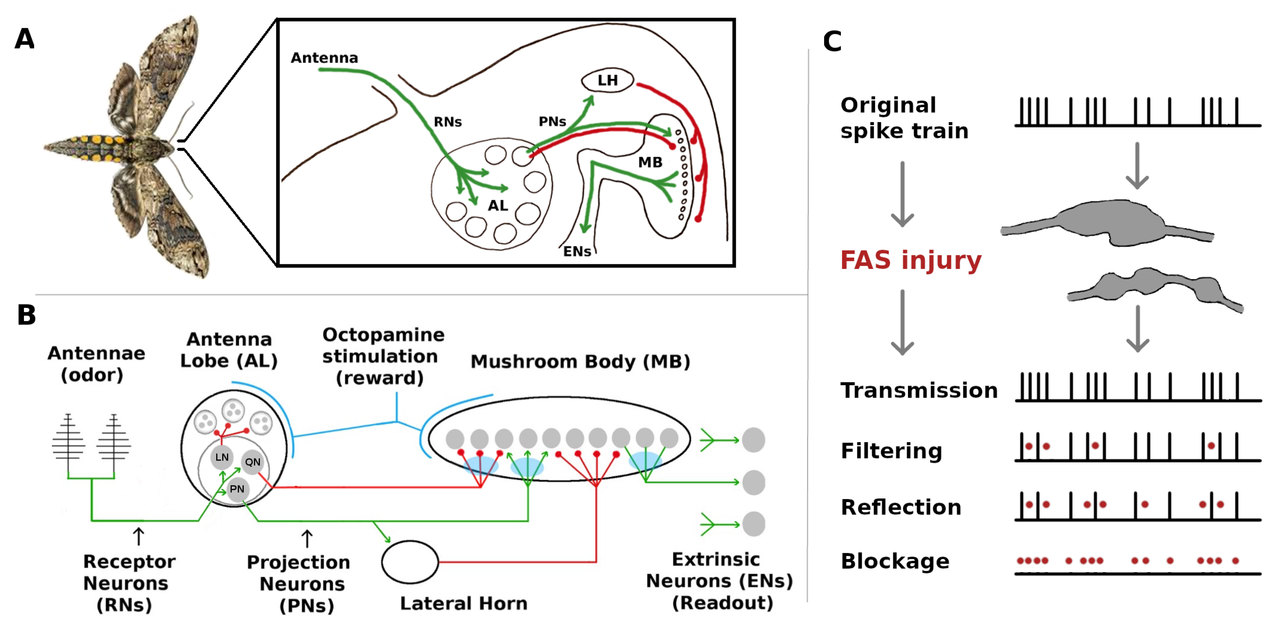 Brainsci 11 00462 g001