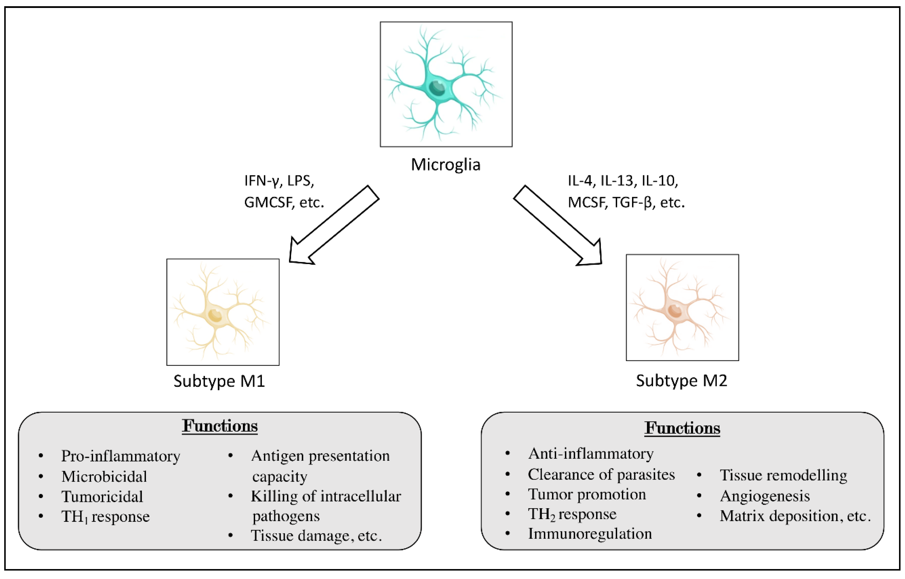 Brainsci 11 00466 g001