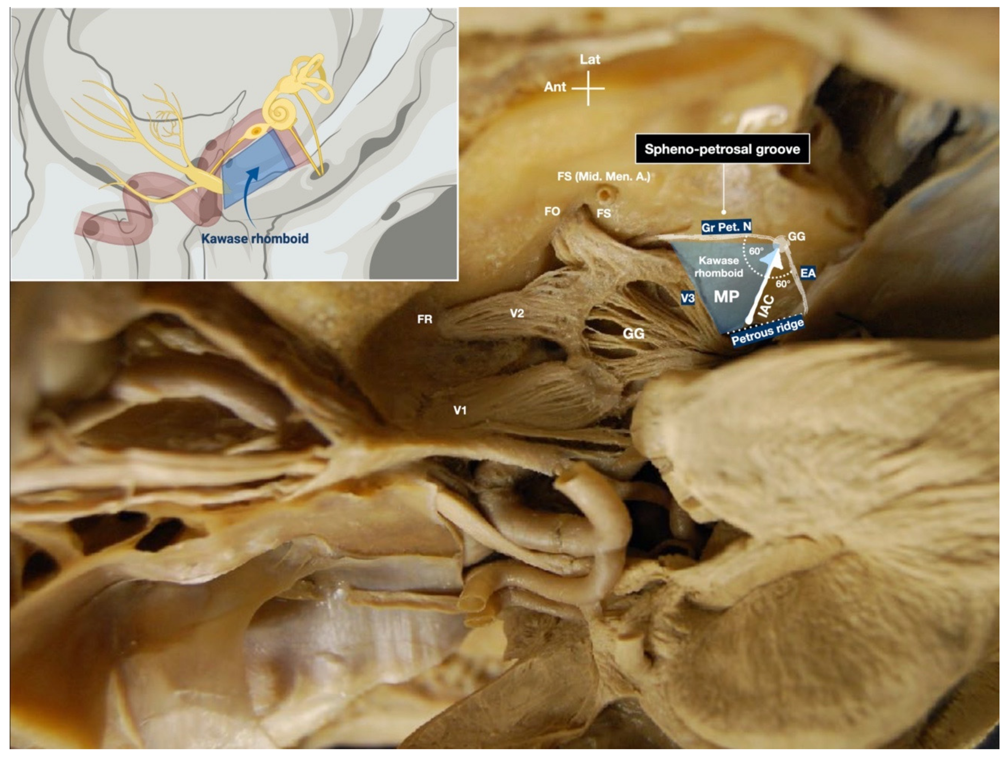 Brainsci 11 00488 g002