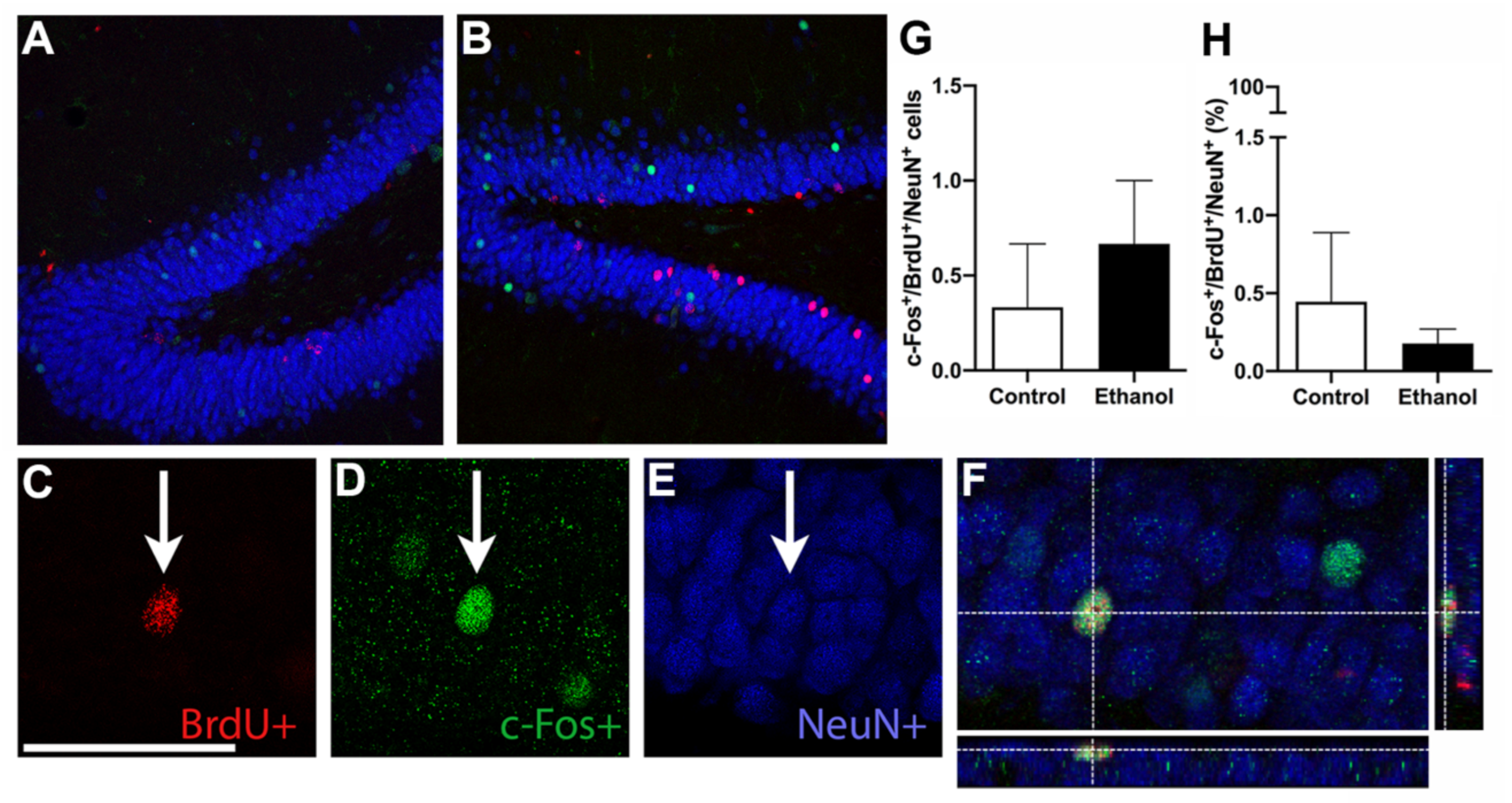 Brainsci 11 00499 g005 Brainsci 11 00499 g005
