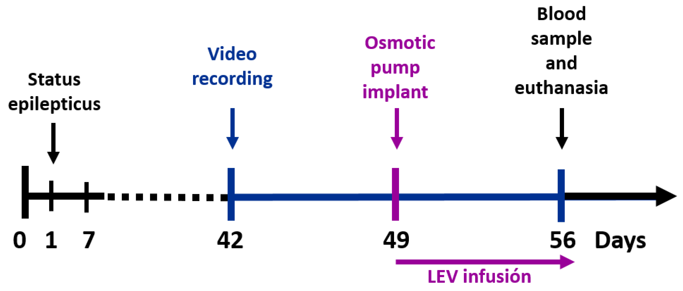 Brainsci 11 00531 g001