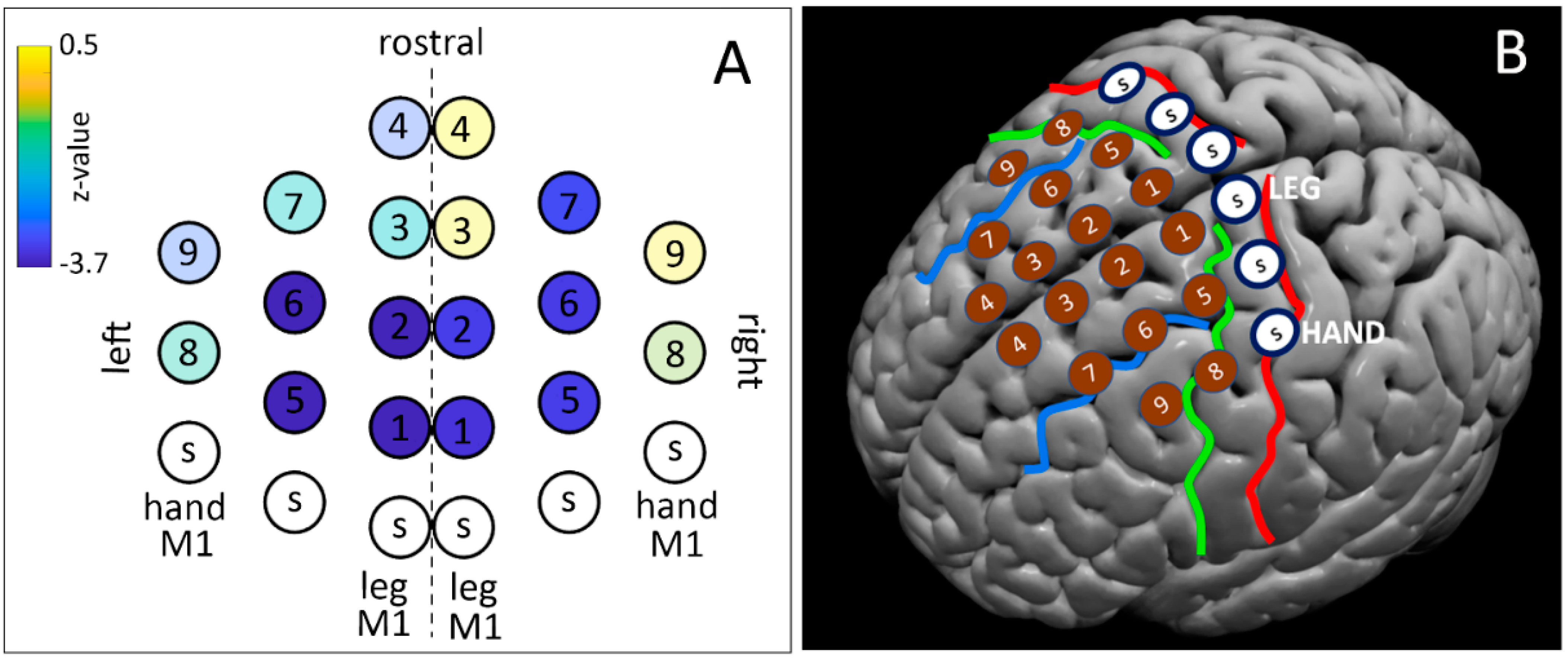 human brain mapping rossi subthalamic nucleus human brain mapping rossi subthalamic nucleus