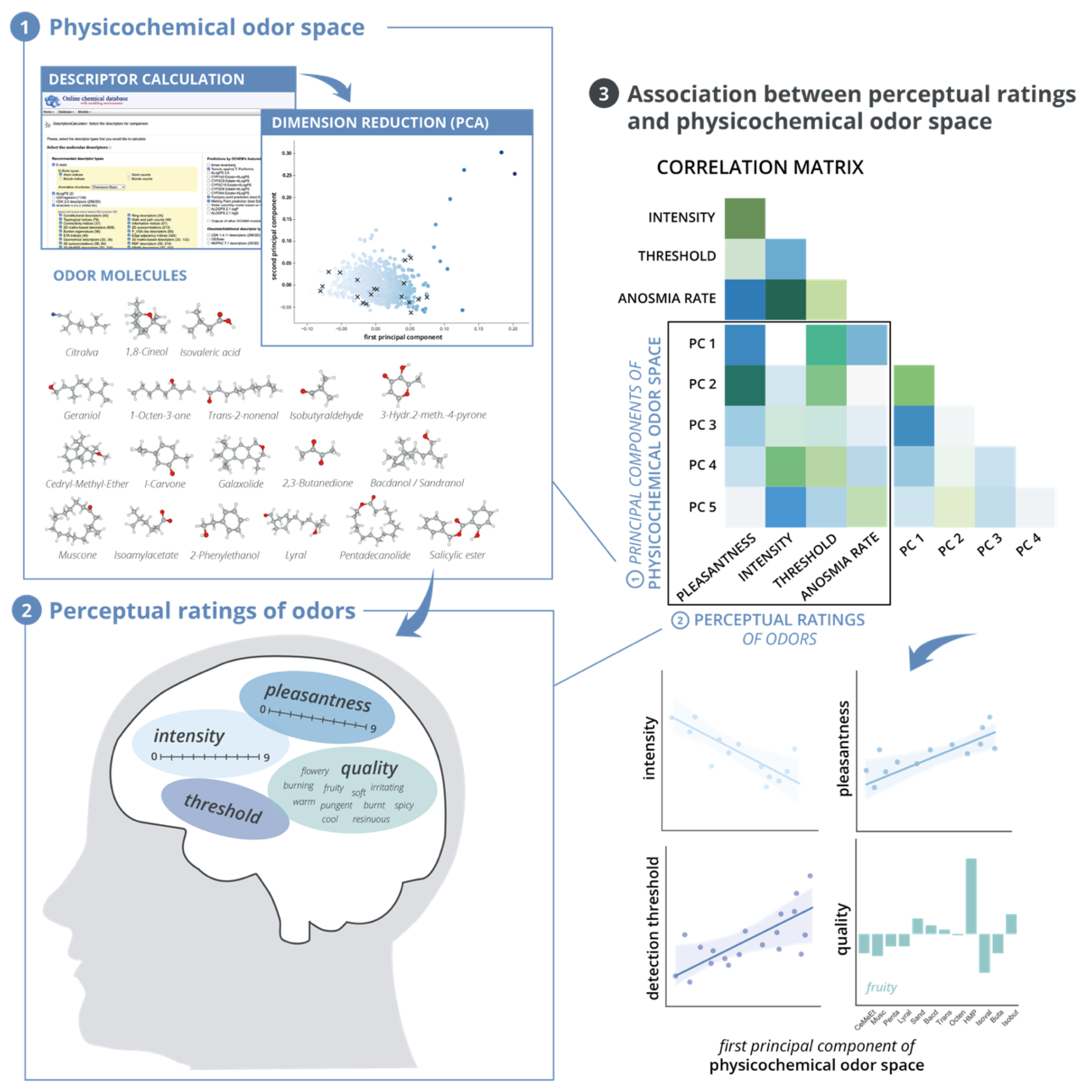 Brain Sciences | Free Full-Text | Olfactory Perception in Relation