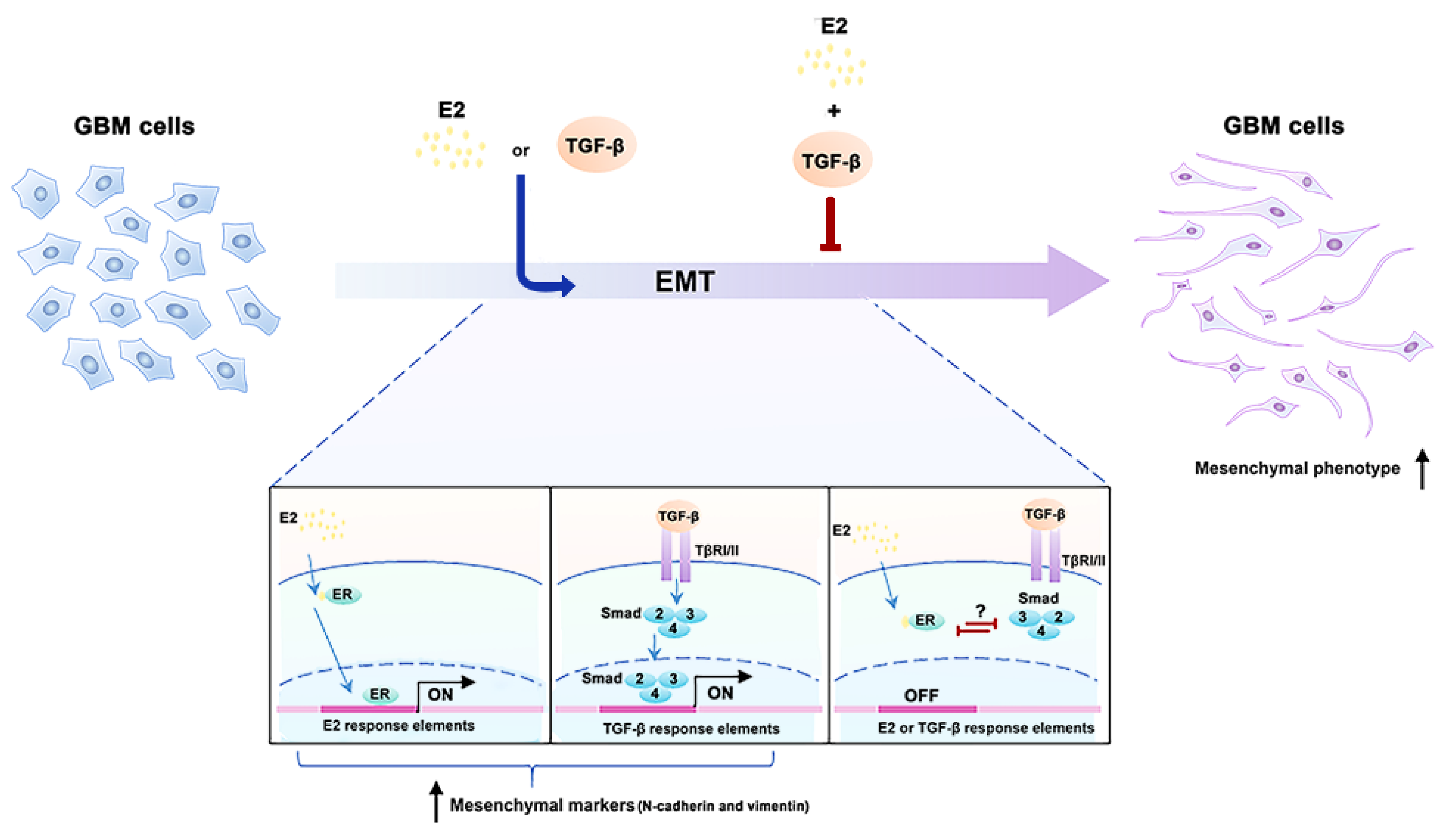 Brainsci 11 00564 g007 Brainsci 11 00564 g007