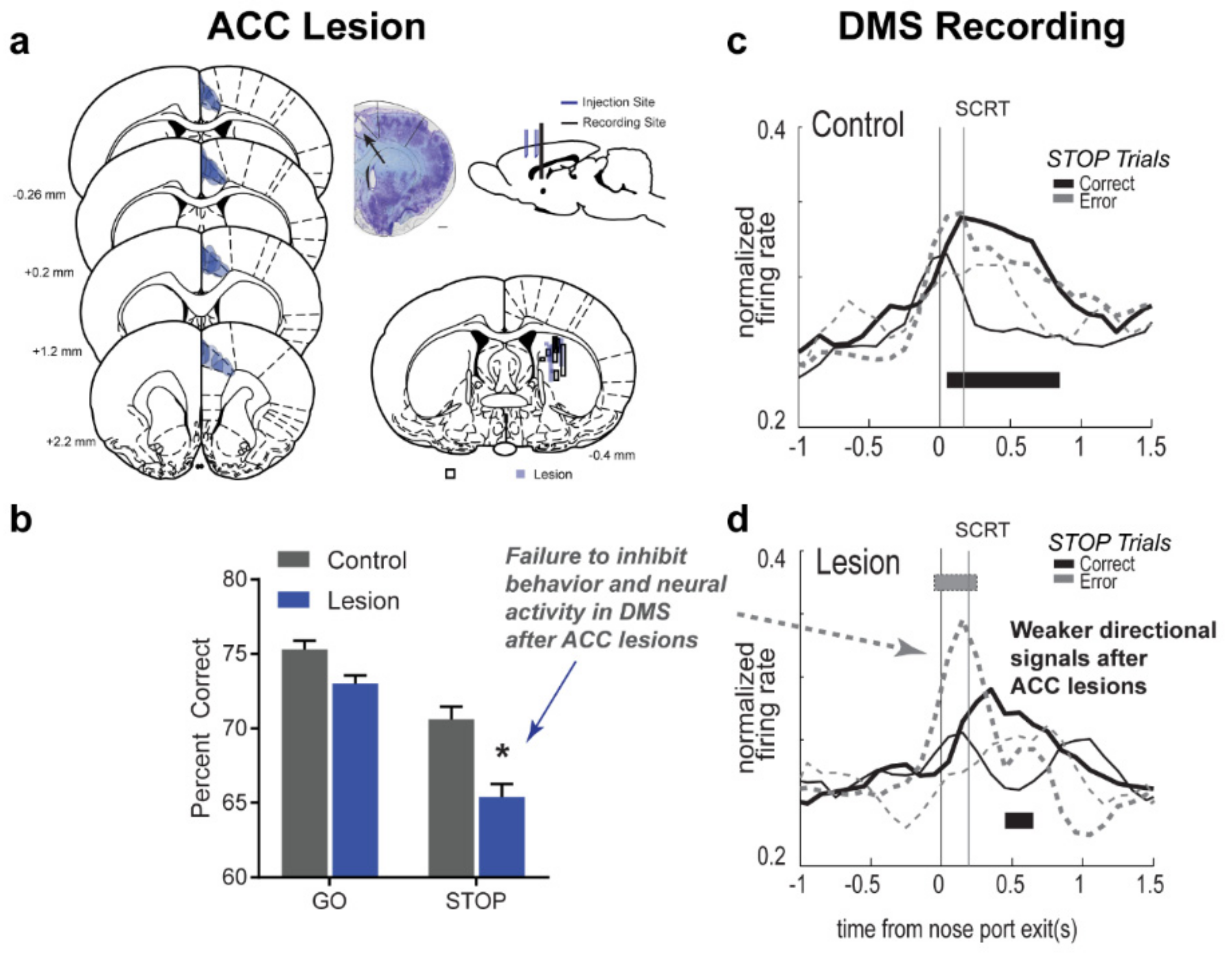 Brainsci 11 00617 g004 Brainsci 11 00617 g004