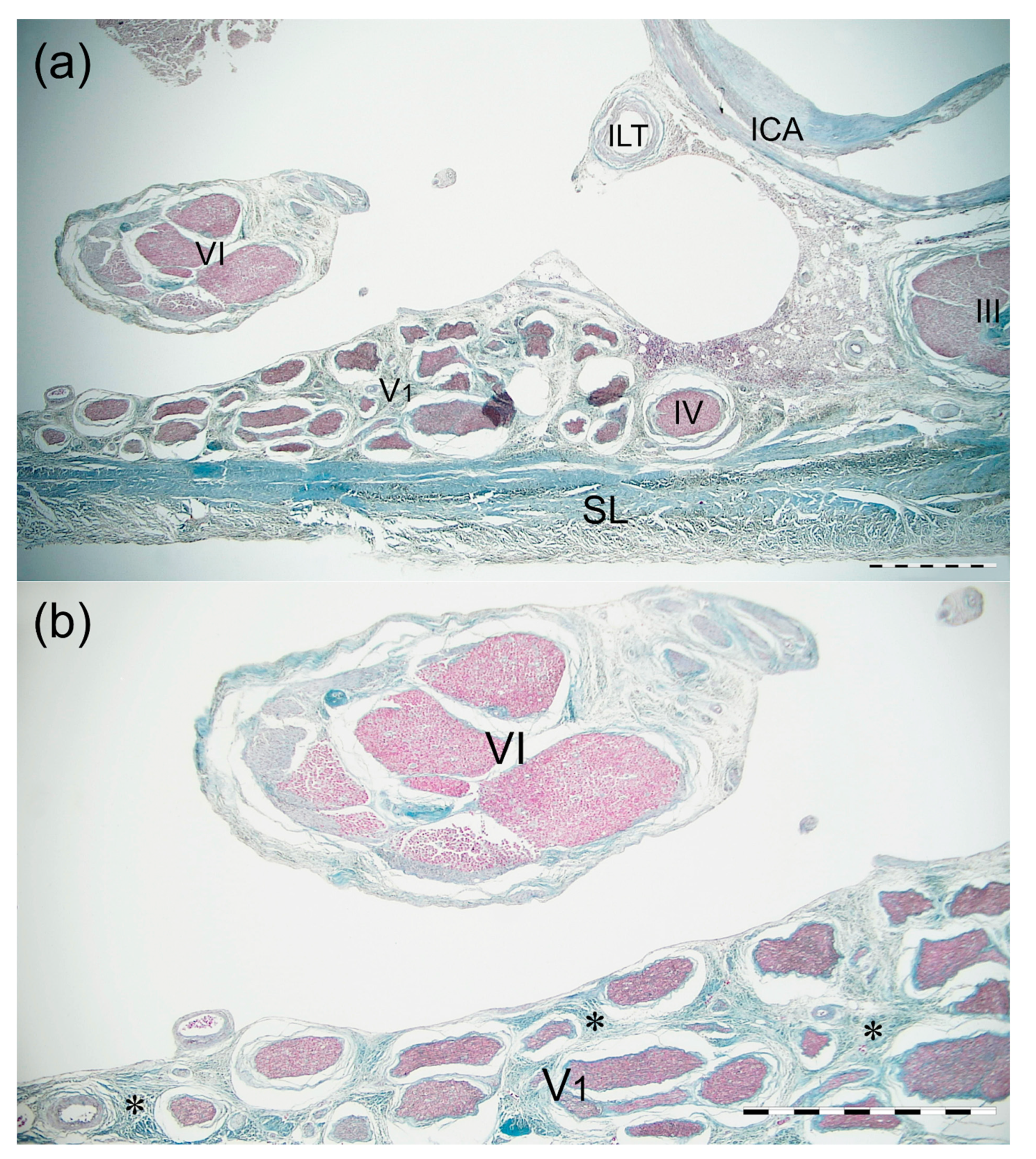 Brainsci 11 00649 g004 Brainsci 11 00649 g004