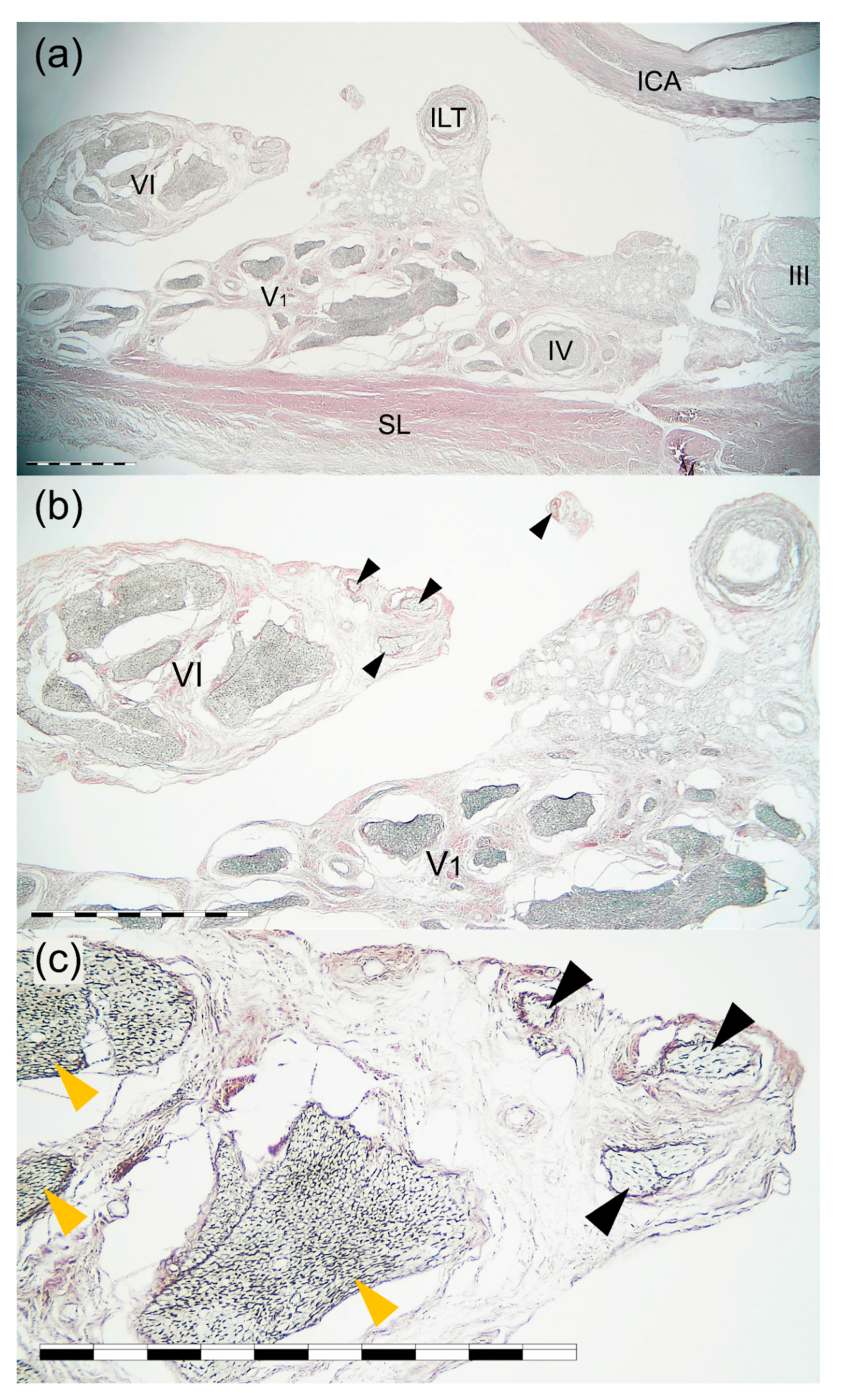 Brainsci 11 00649 g005 Brainsci 11 00649 g005