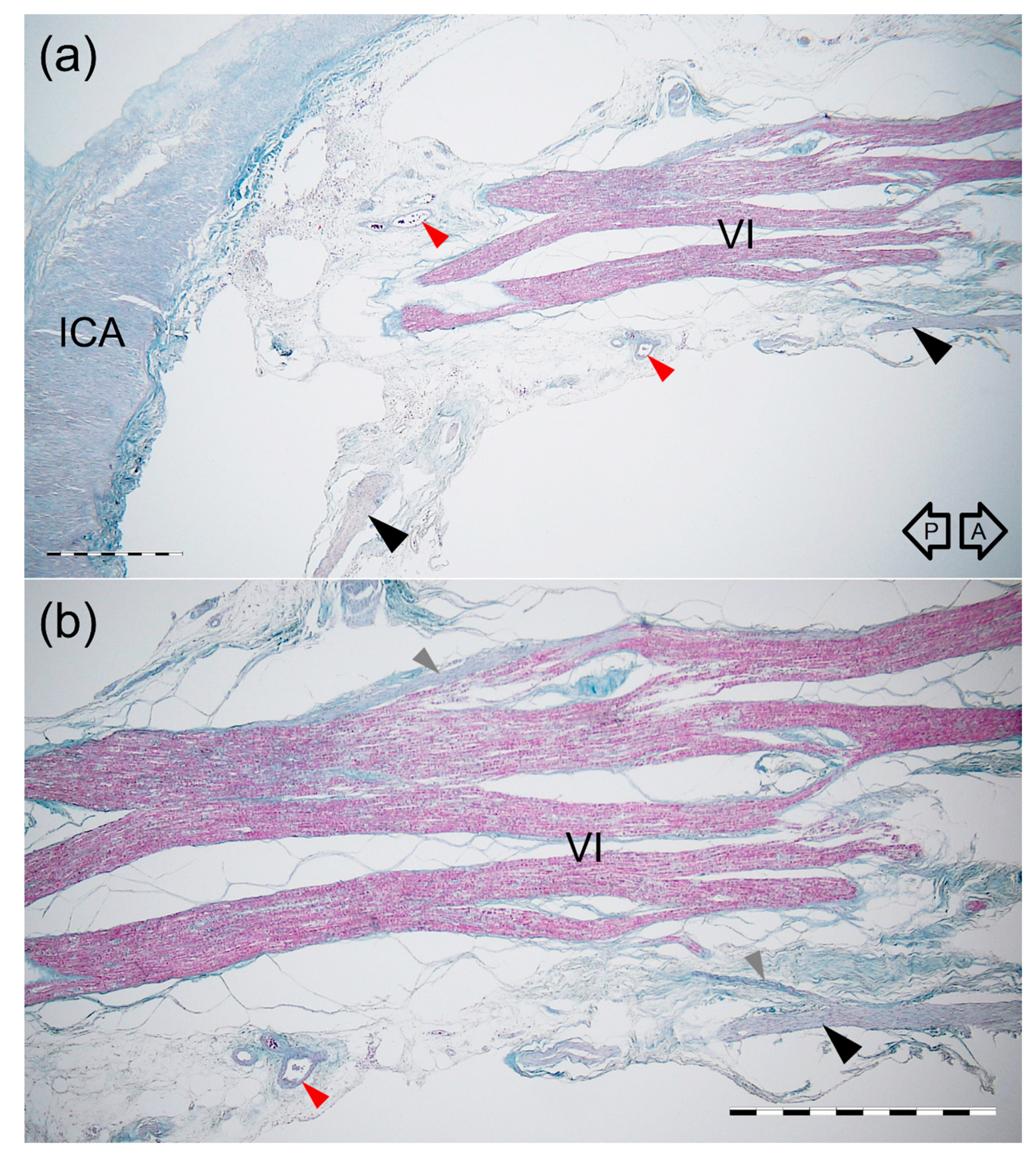 Brainsci 11 00649 g007 Brainsci 11 00649 g007