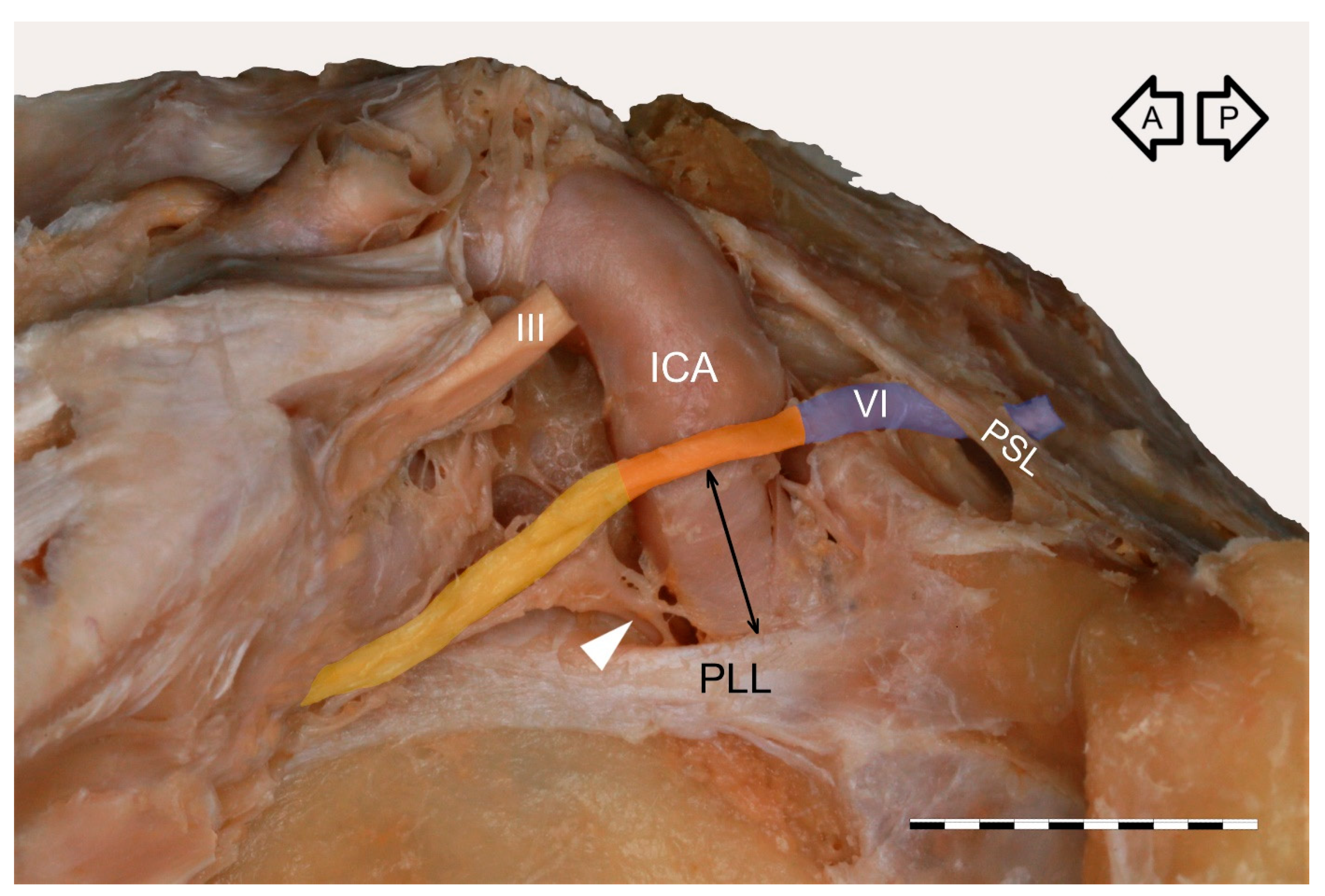 Brainsci 11 00649 g009 Brainsci 11 00649 g009