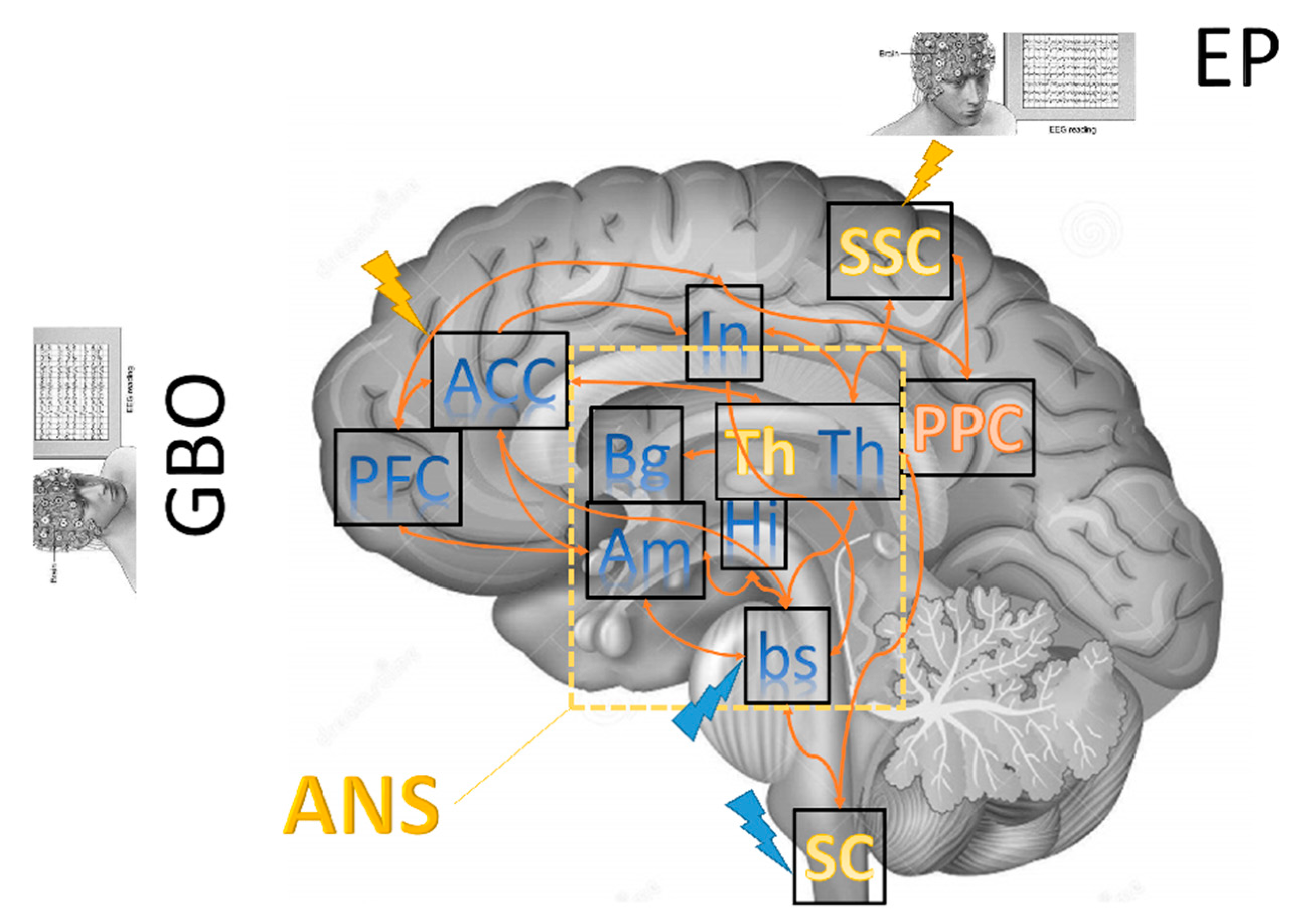 Brainsci 11 00665 g001