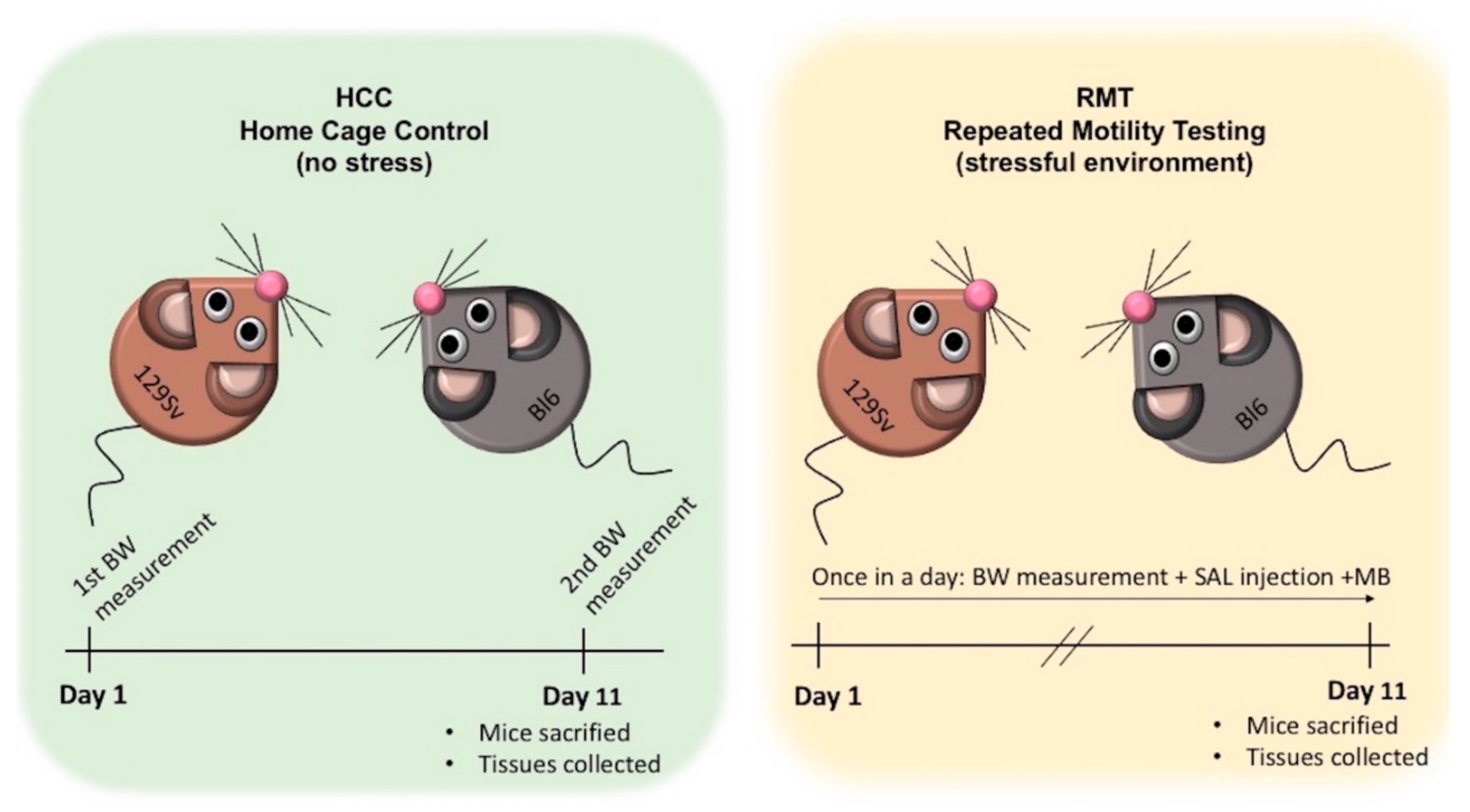 Brainsci 11 00725 g002 Brainsci 11 00725 g002