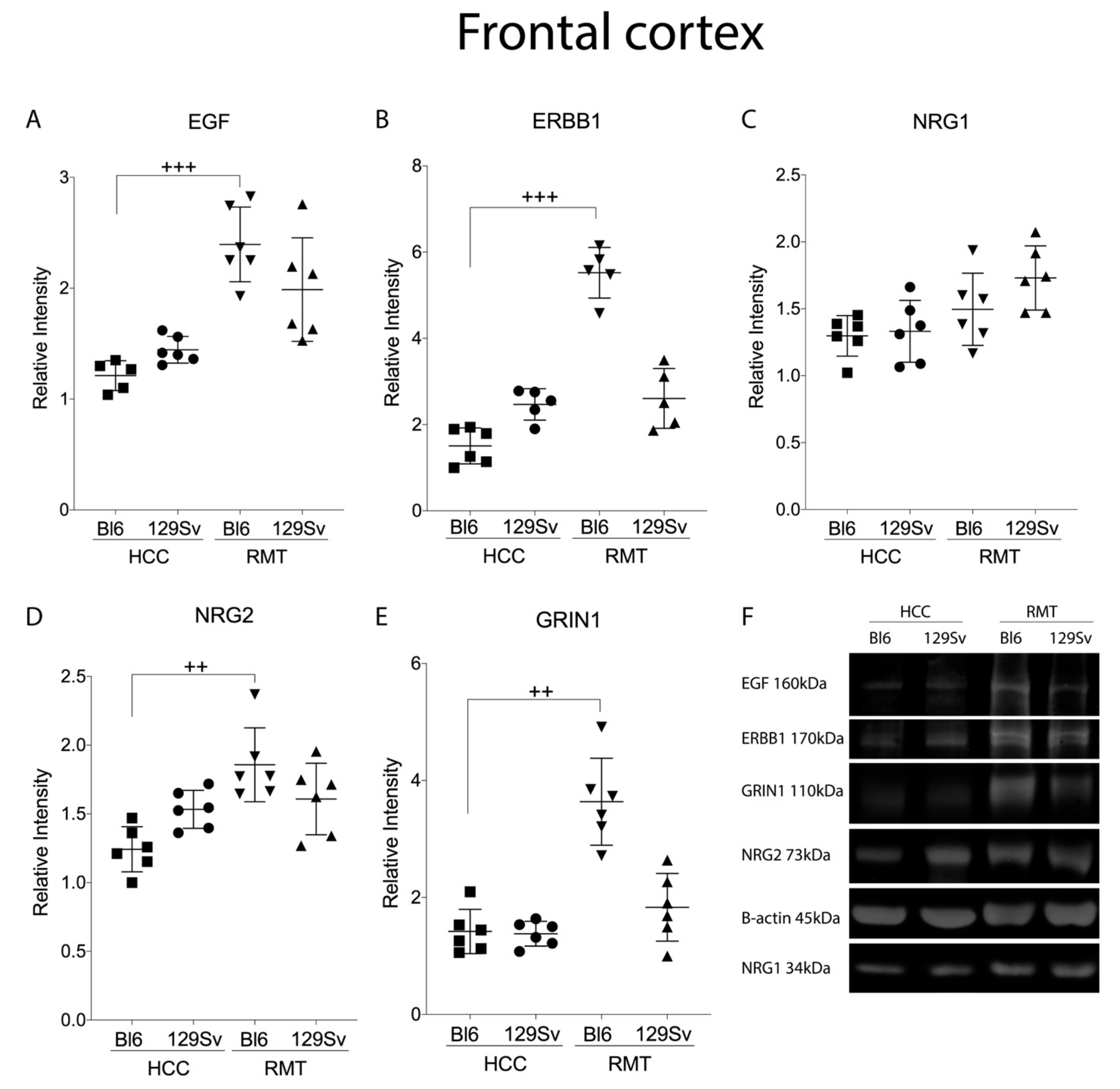 Brainsci 11 00725 g015 Brainsci 11 00725 g015