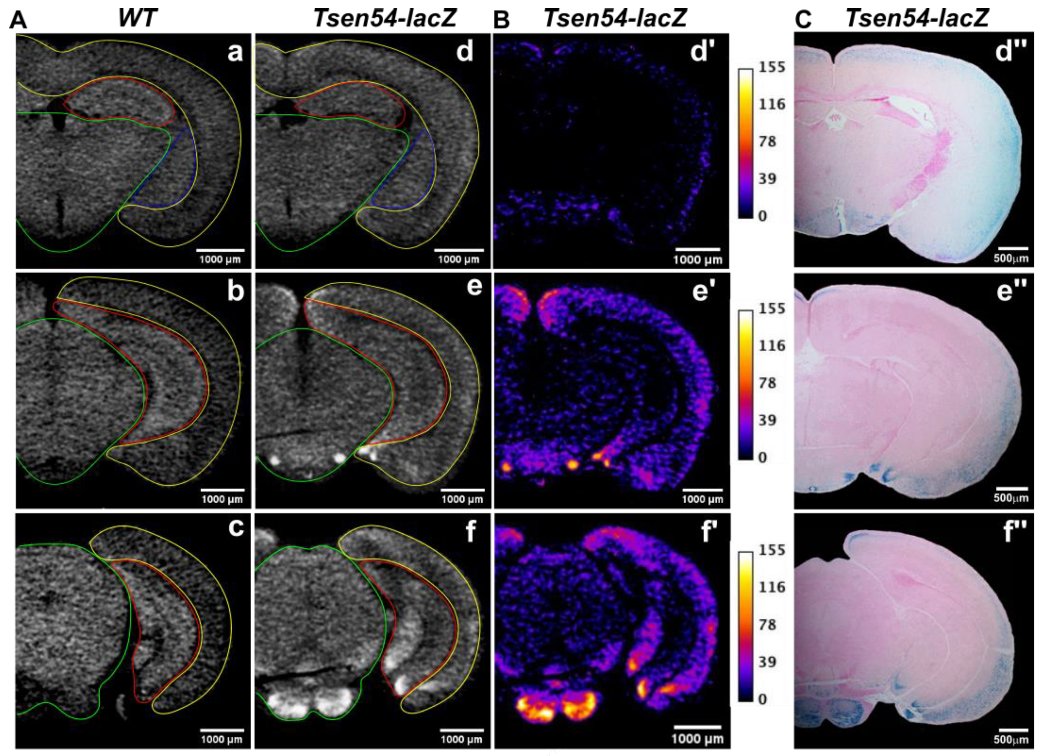 Brainsci 11 00746 g002