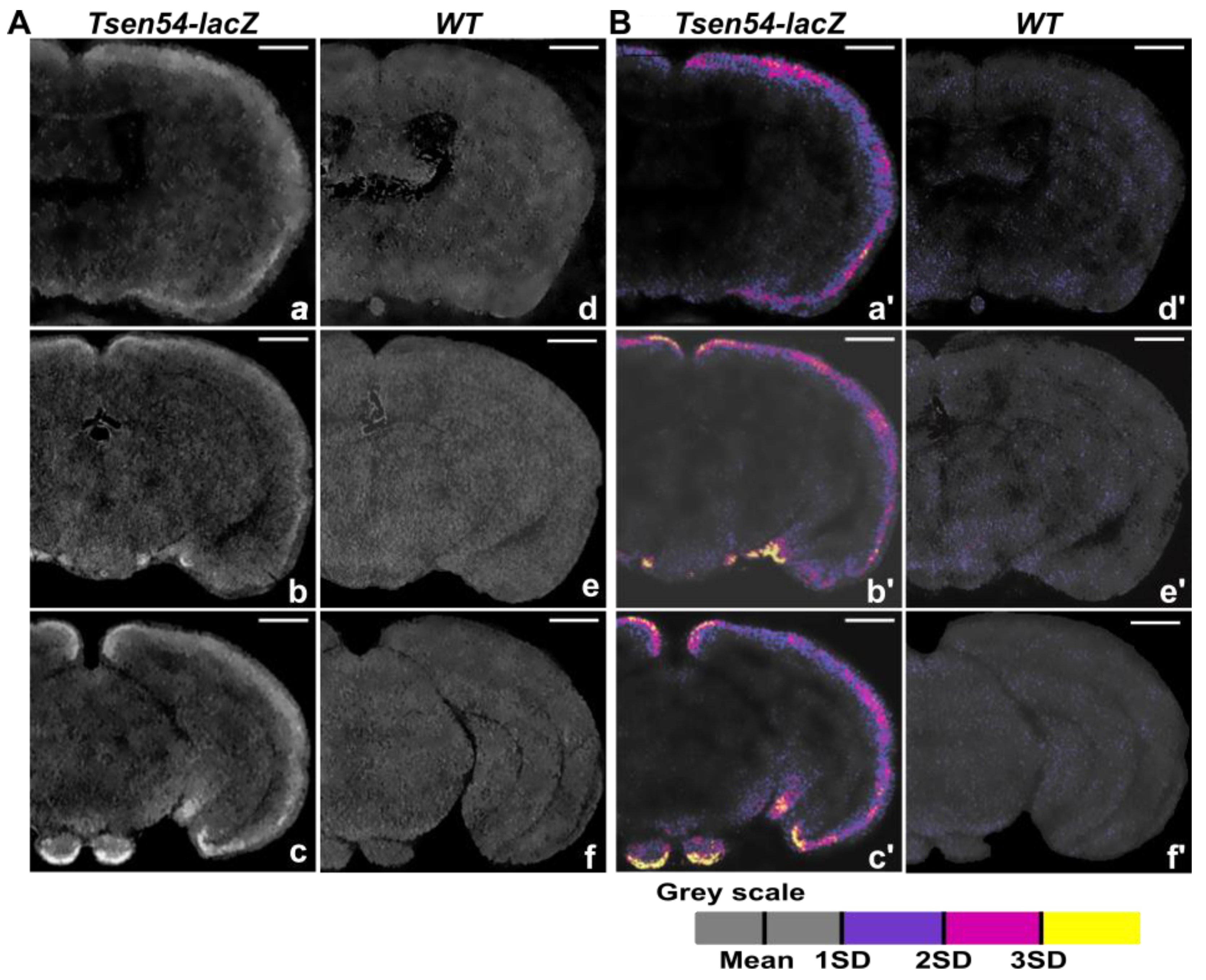 Brainsci 11 00746 g006