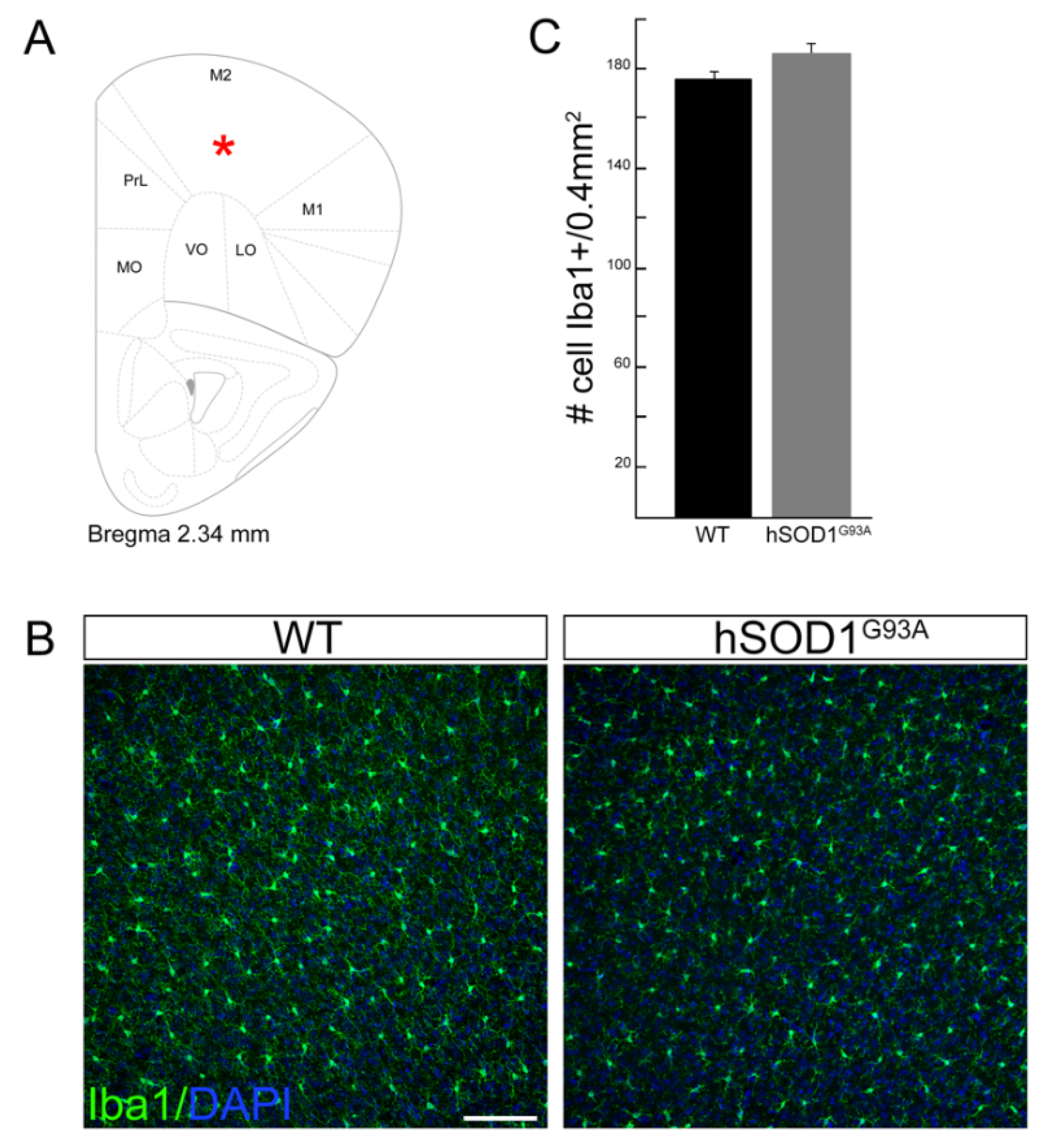 Brainsci 11 00807 g001 Brainsci 11 00807 g001