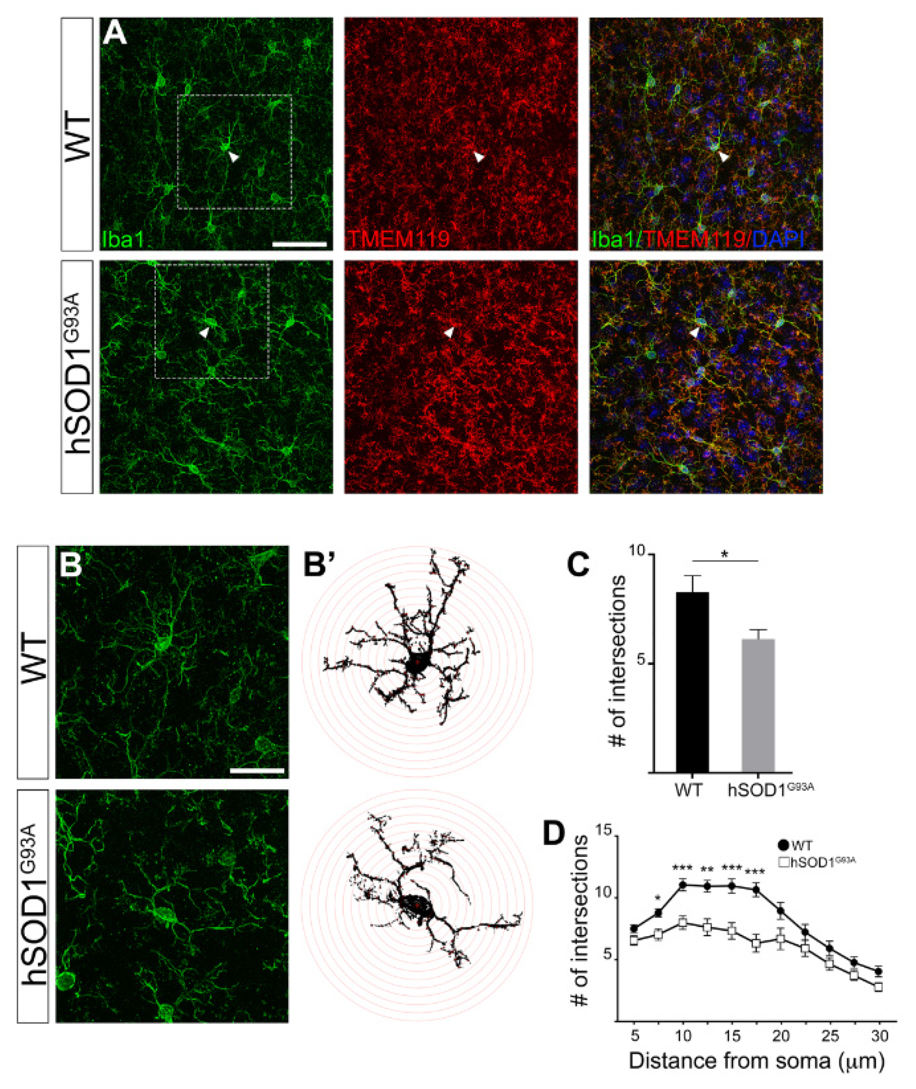 Brainsci 11 00807 g002 Brainsci 11 00807 g002