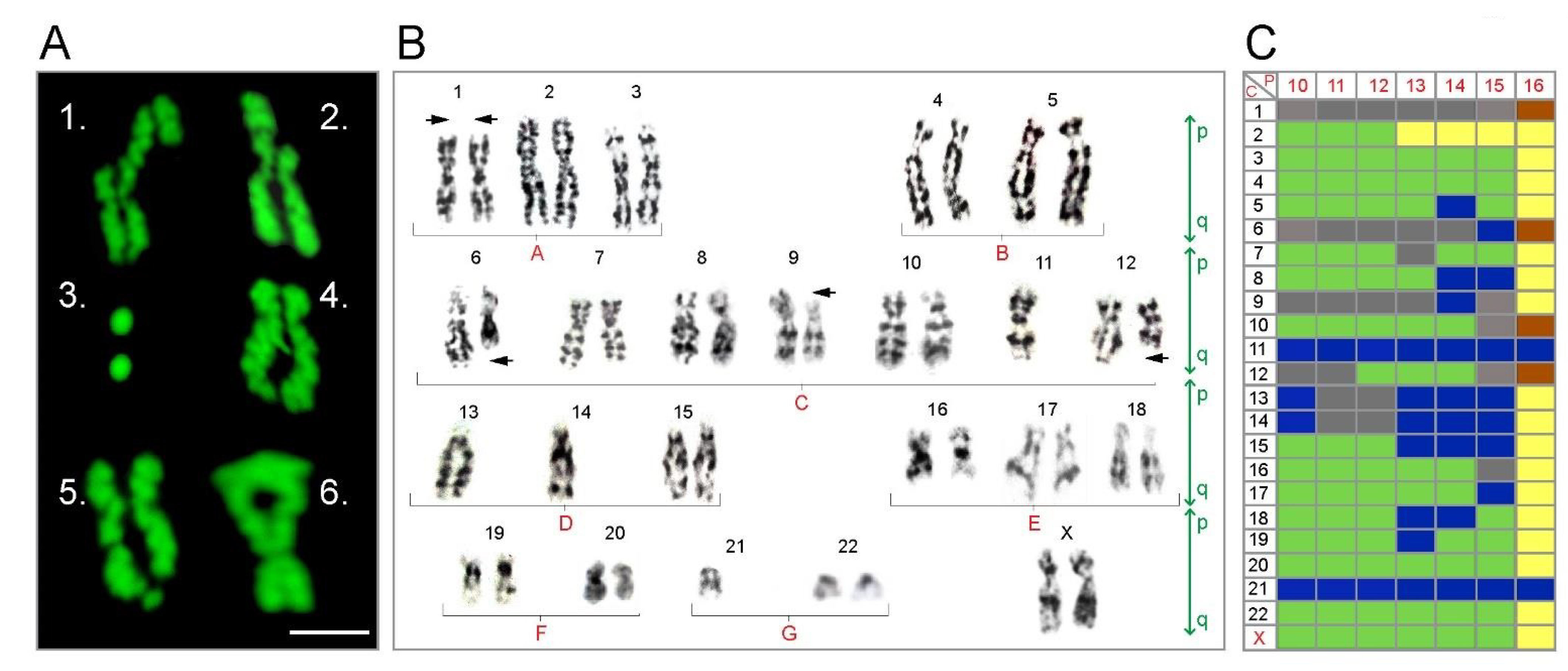 Brainsci 11 00812 g005 Brainsci 11 00812 g005