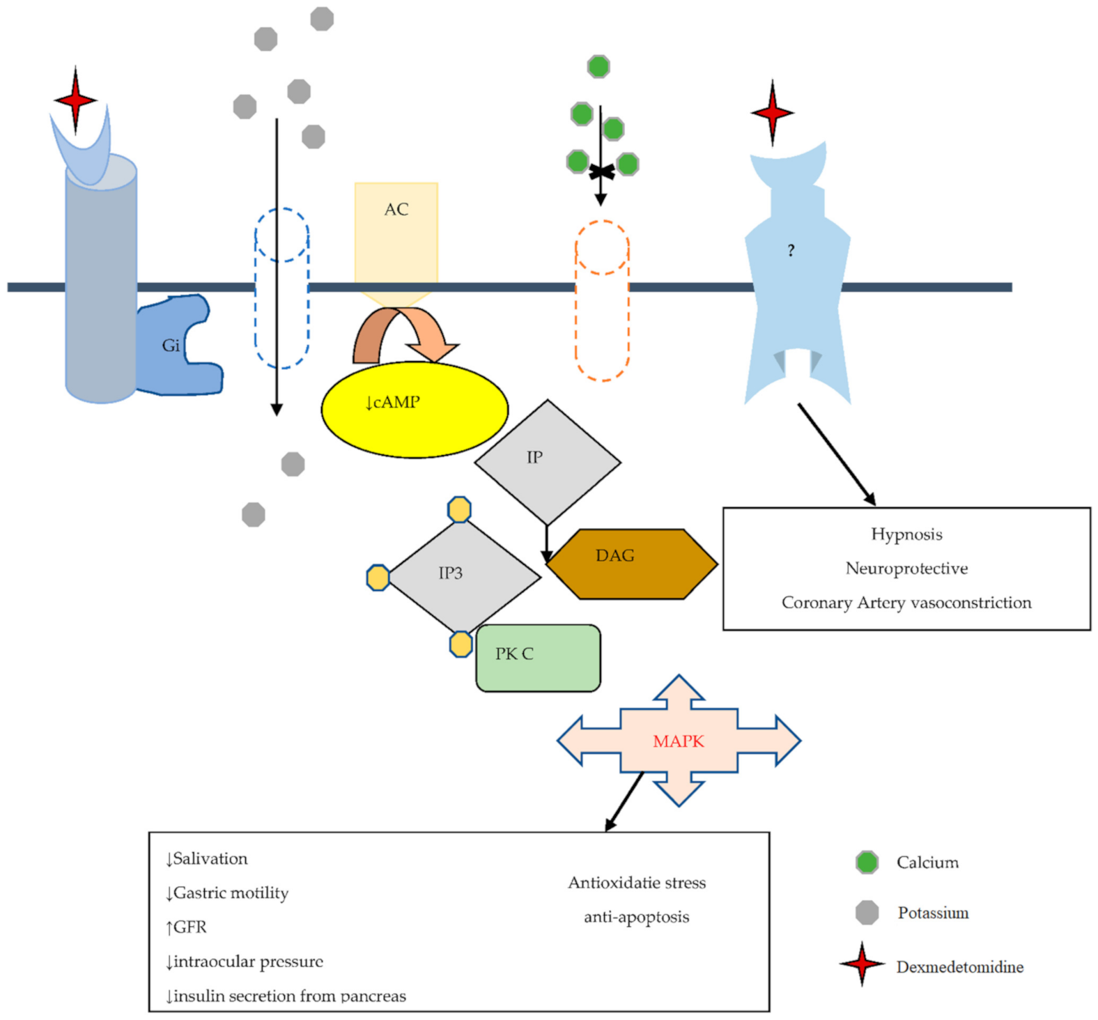 Brainsci 11 00846 g001