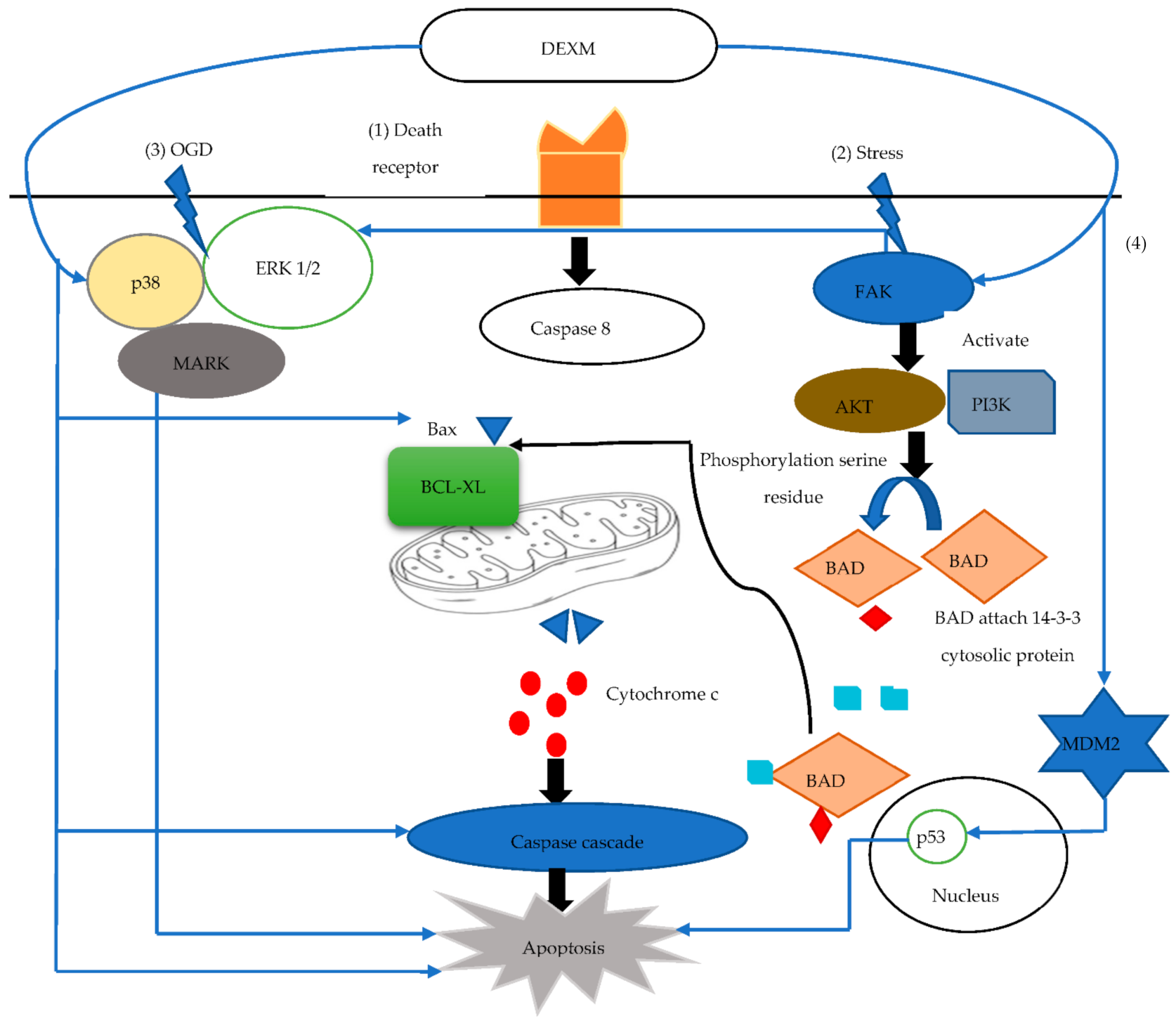 Brainsci 11 00846 g003