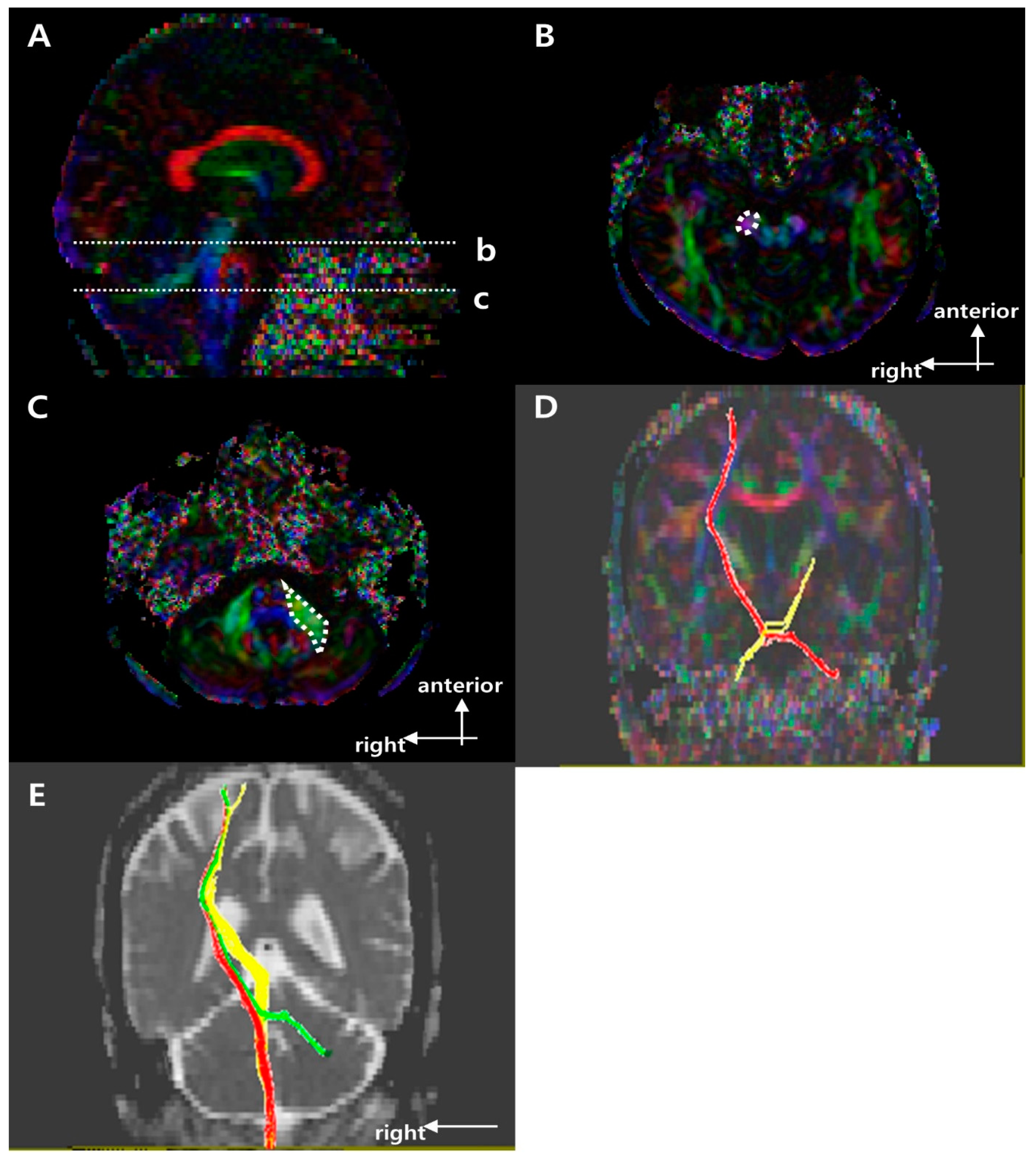 Brainsci 11 00867 g003