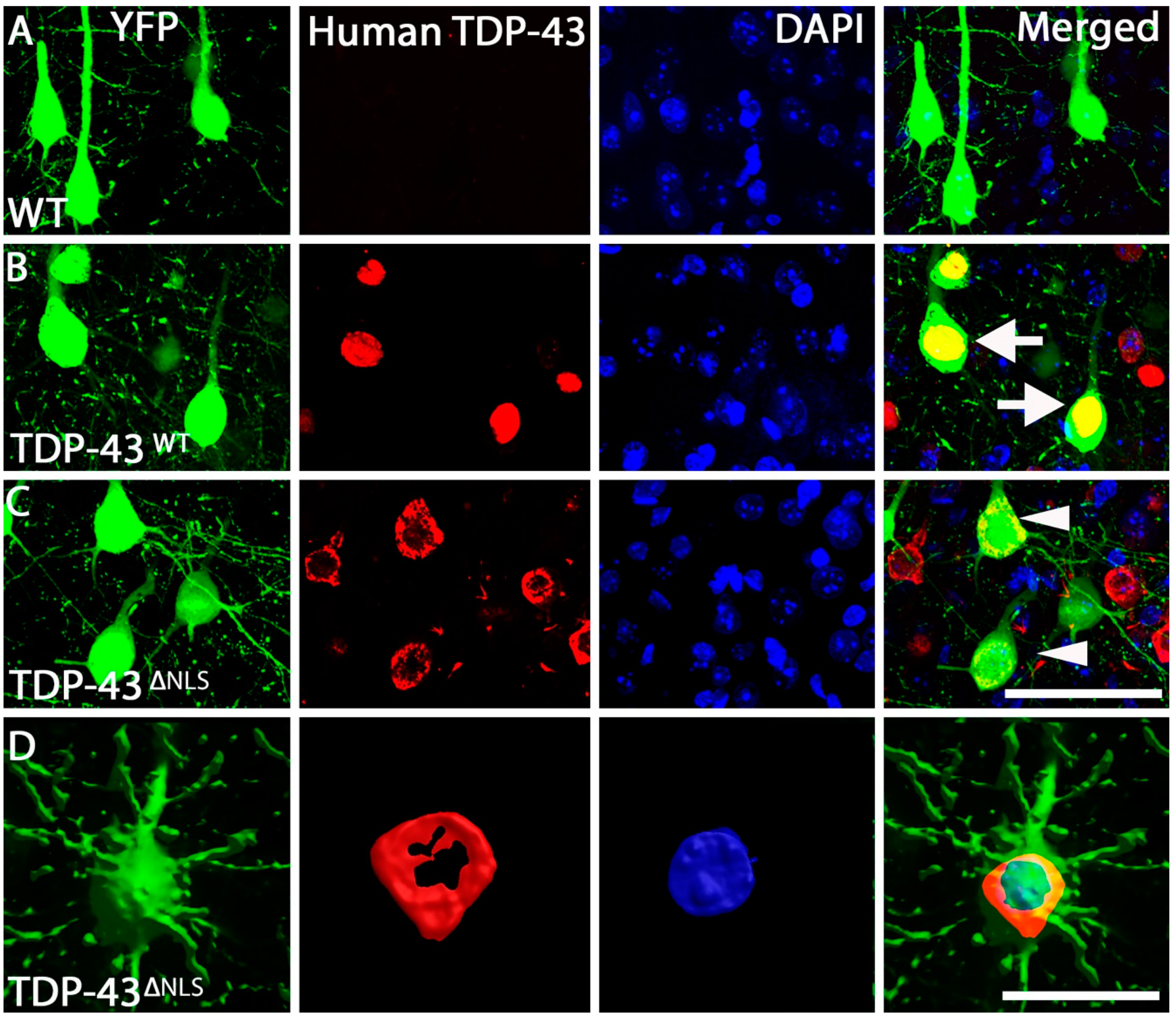 Brainsci 11 00883 g002