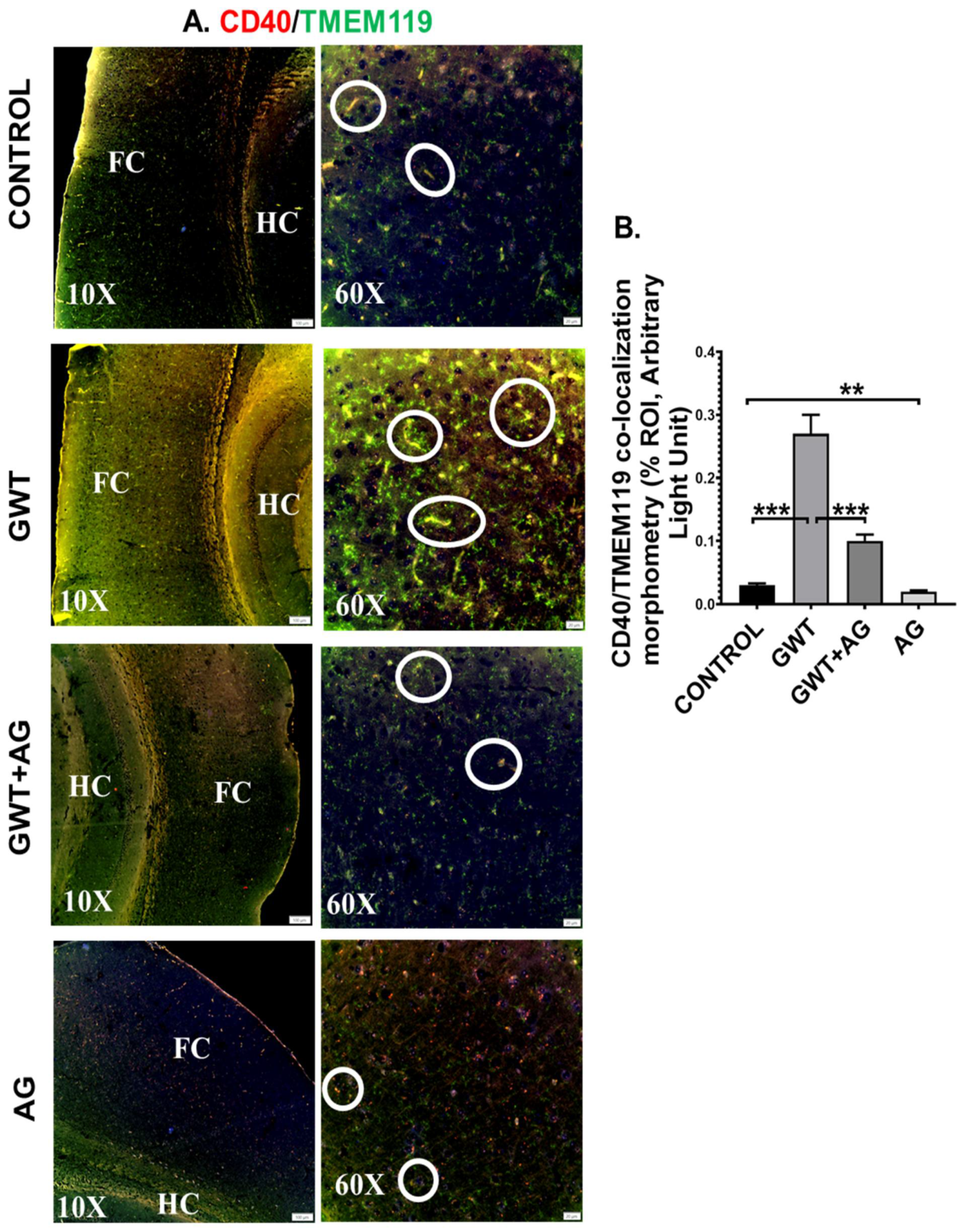 Brainsci 11 00905 g007 Brainsci 11 00905 g007