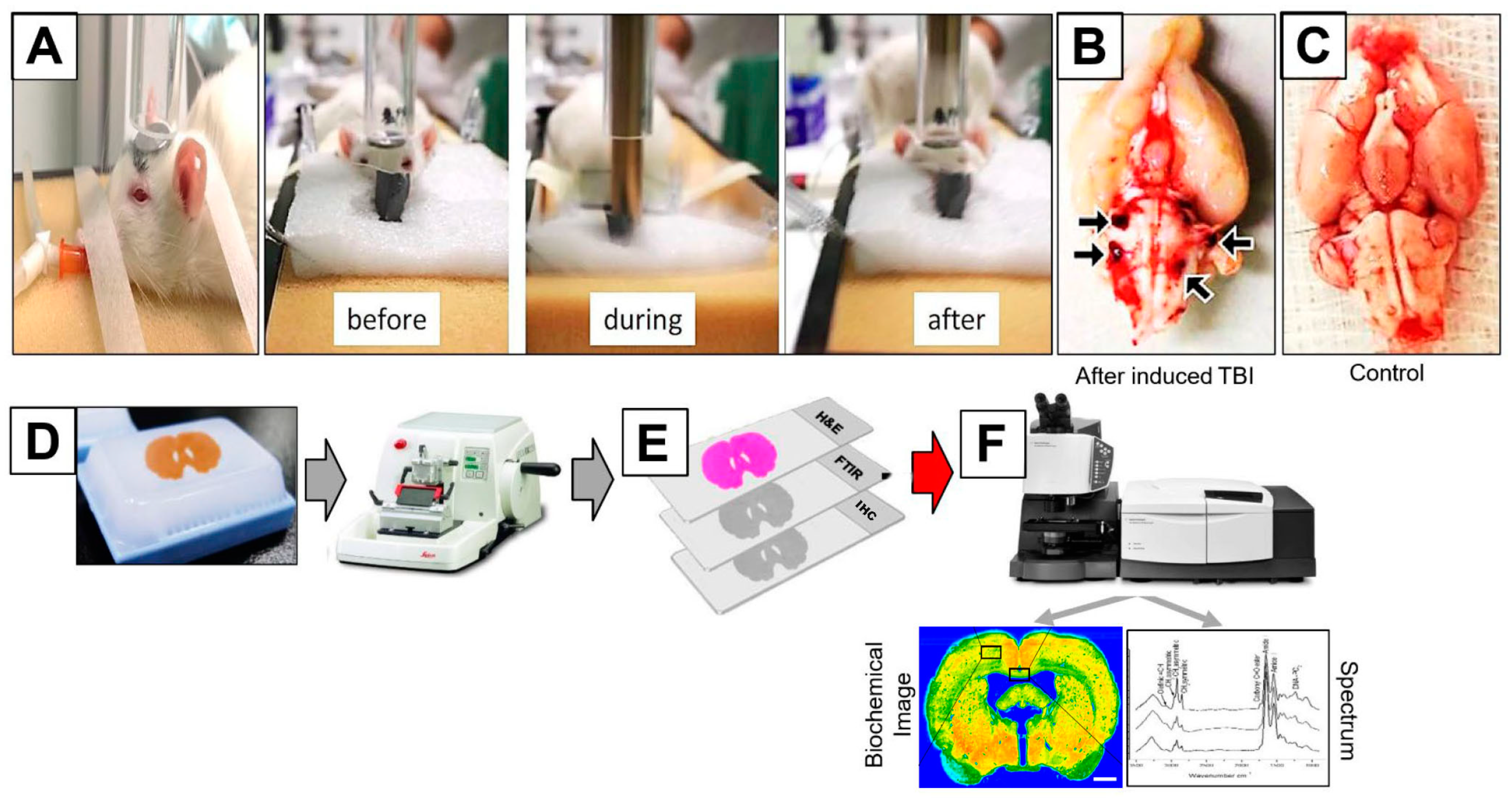 Brainsci 11 00918 g001