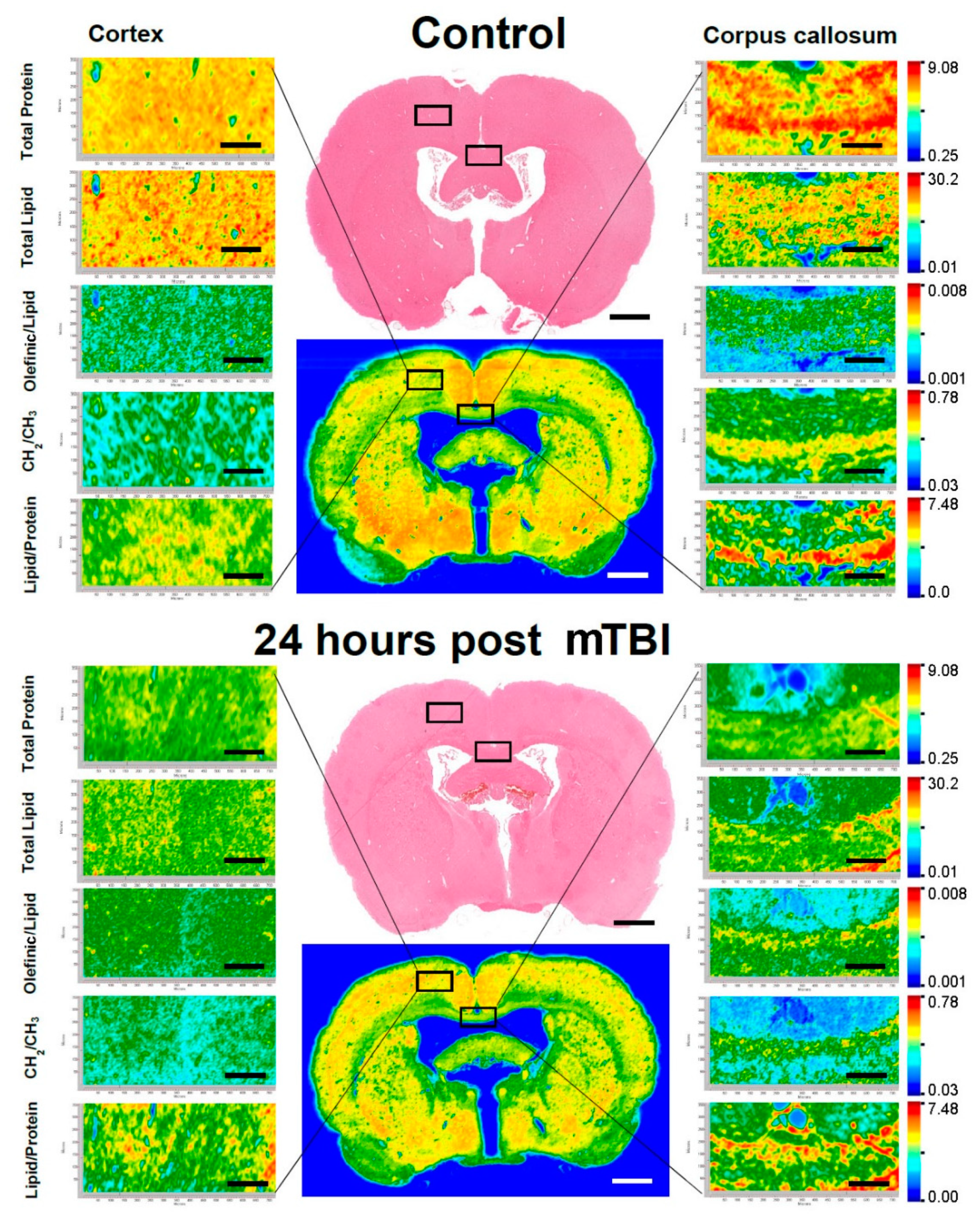 Brainsci 11 00918 g003