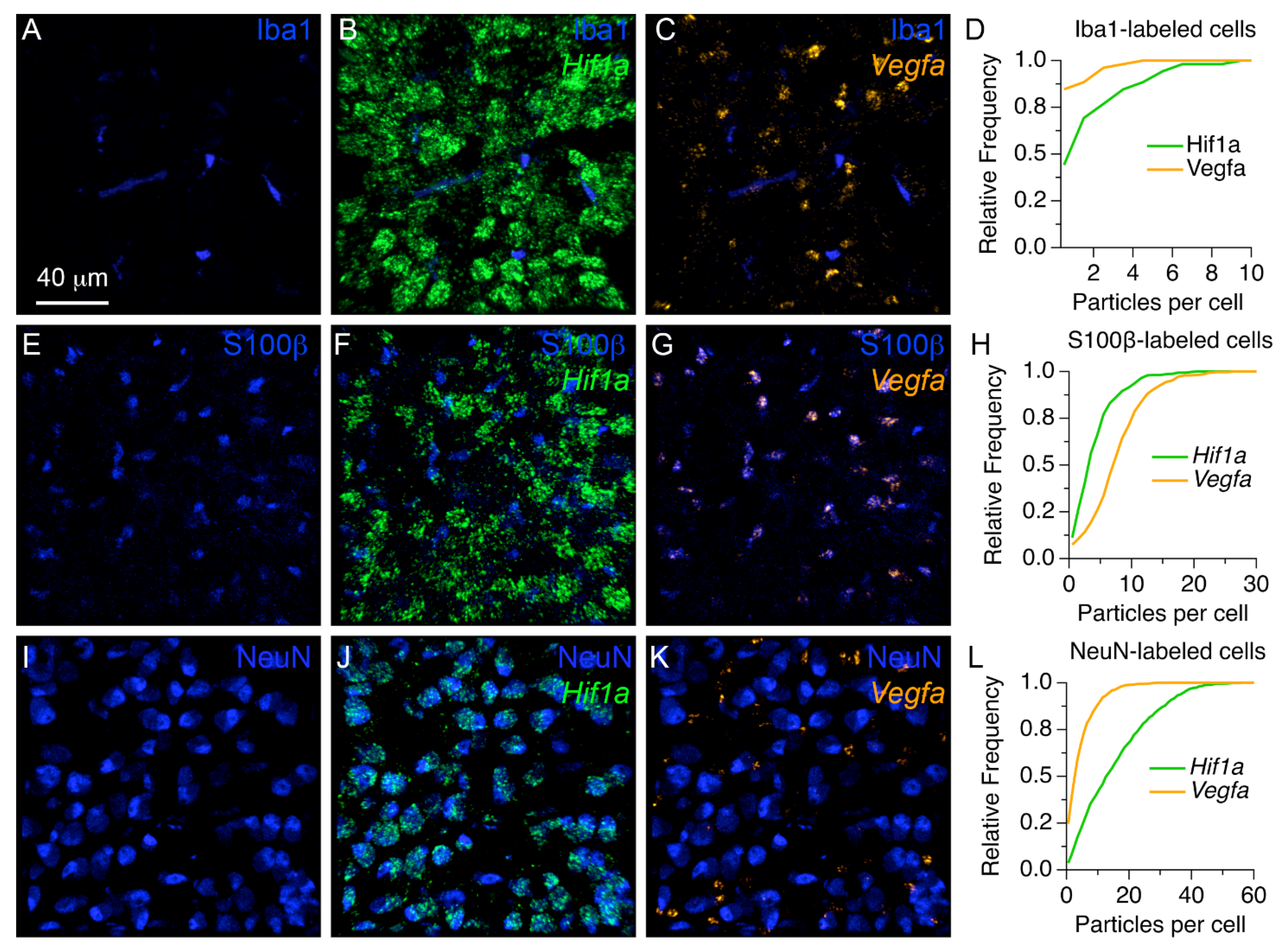 Brainsci 11 00944 g007