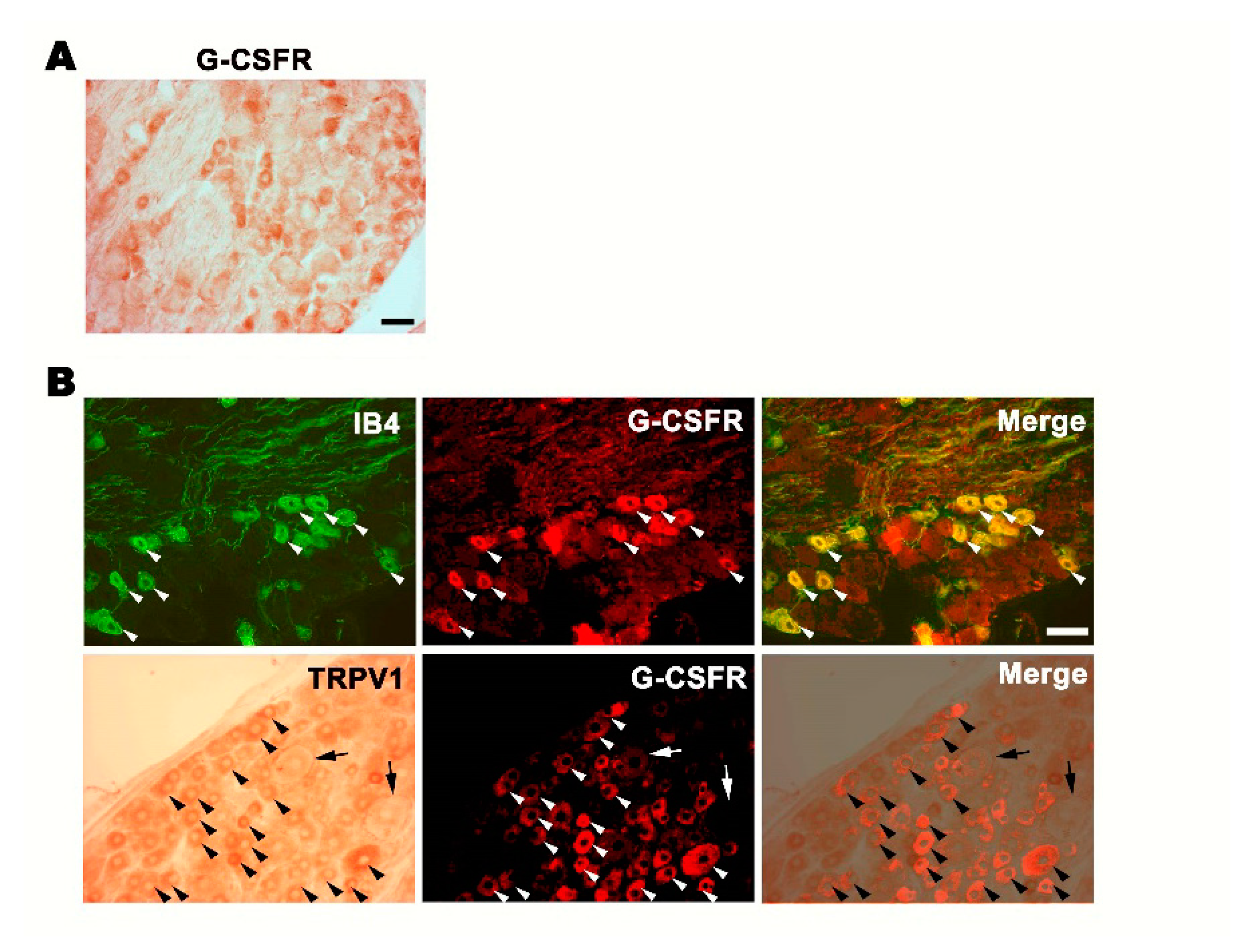 Brainsci 11 00956 g001 Brainsci 11 00956 g001