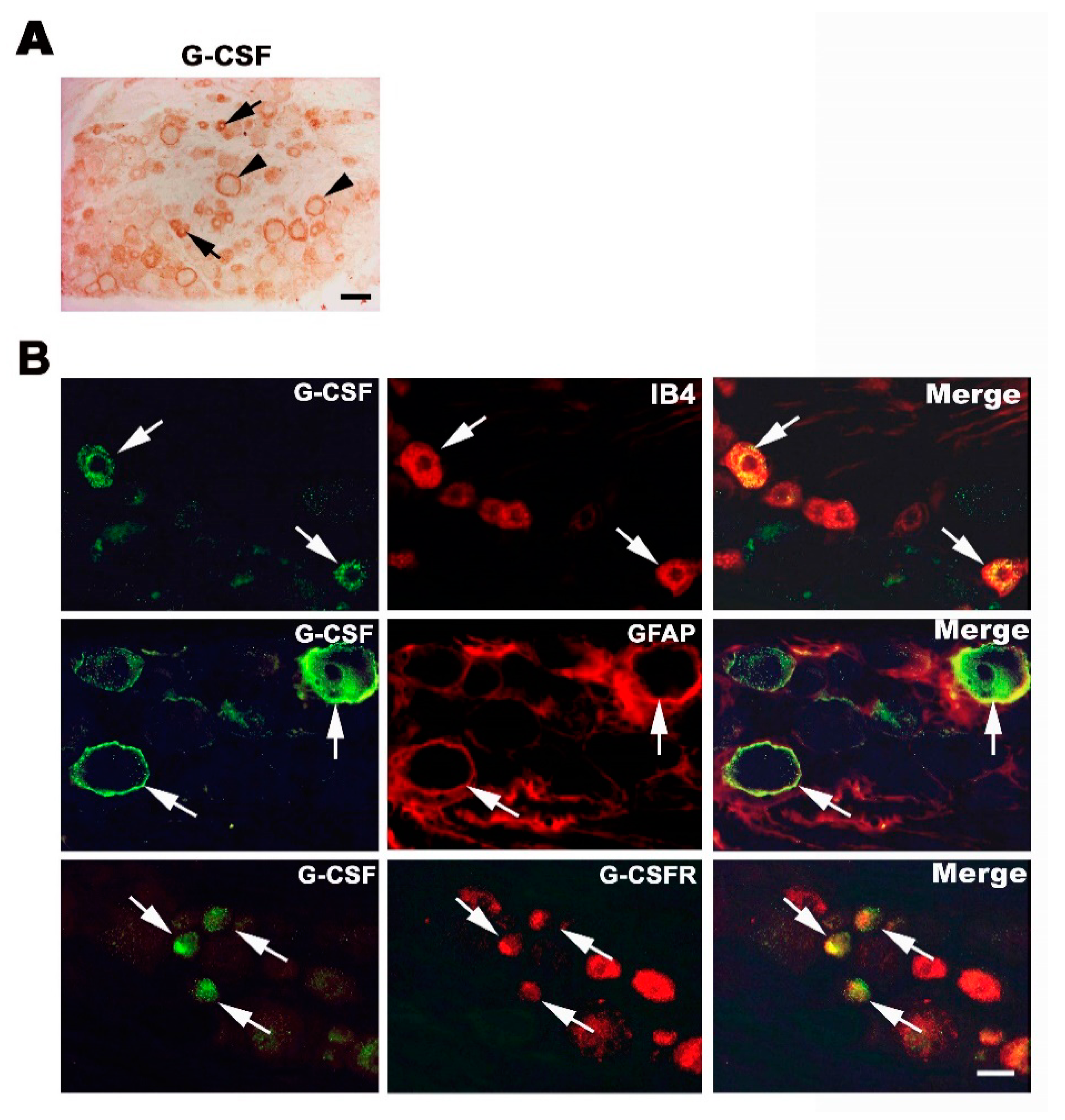 Brainsci 11 00956 g002 Brainsci 11 00956 g002
