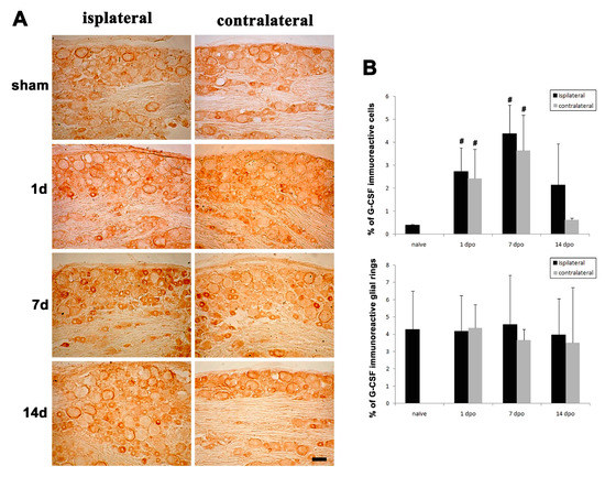 Brain Sciences July 21 Browse Articles