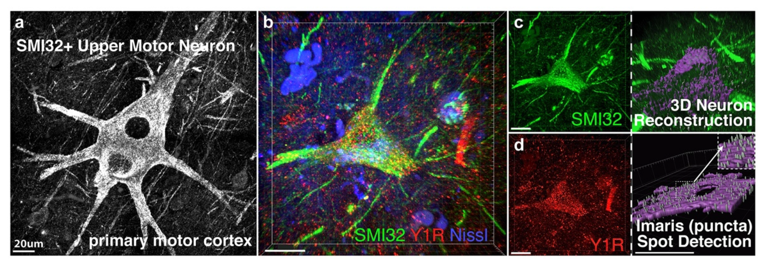 Brainsci 11 00969 g001