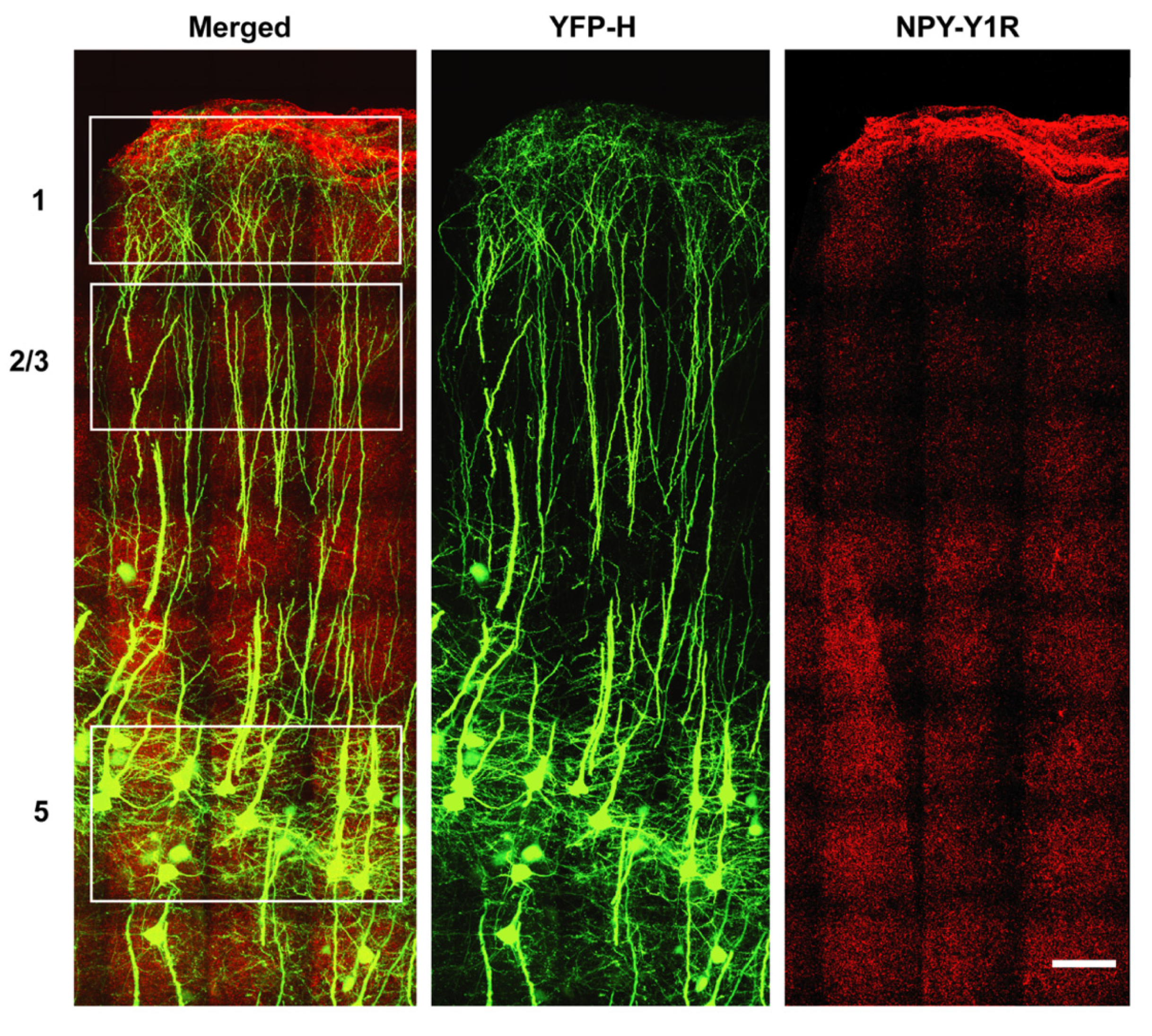Brainsci 11 00969 g004
